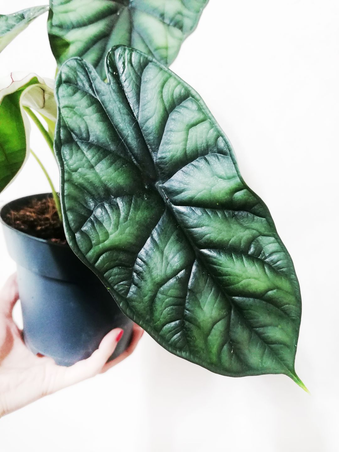 AlocasiaDragonScale-2