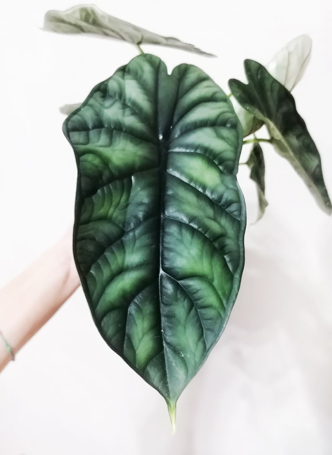 AlocasiaDragonScale-3