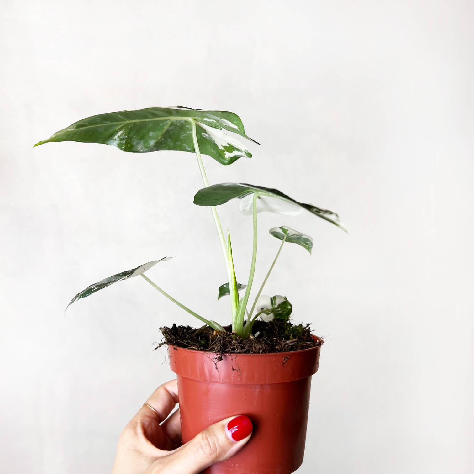 AlocasiaFrydekVariegata-1