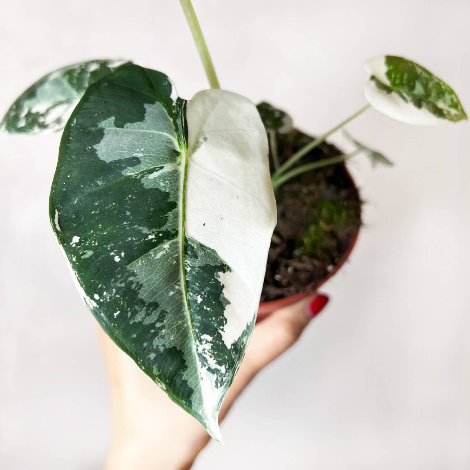 AlocasiaFrydekVariegata-2