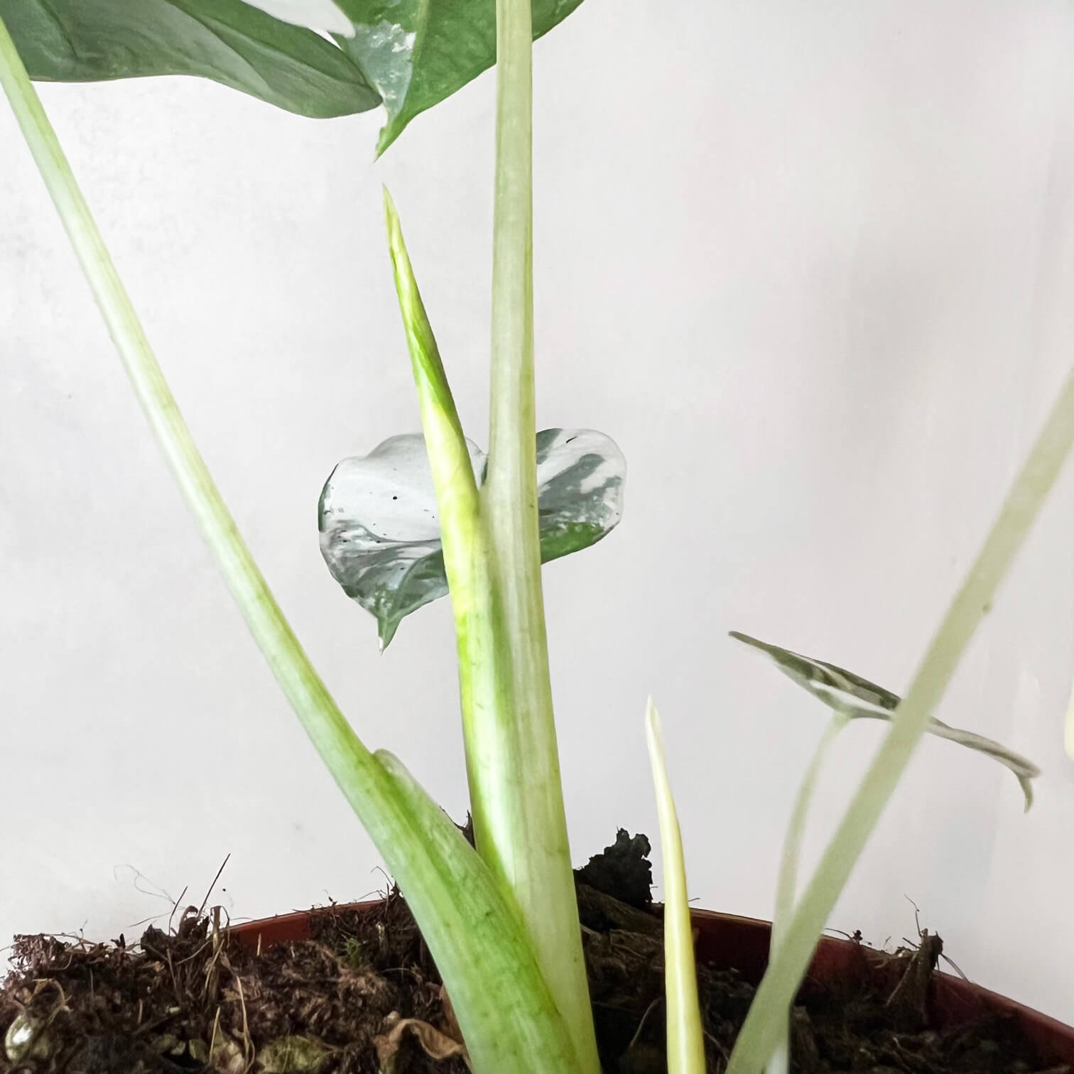 AlocasiaFrydekVariegata-3