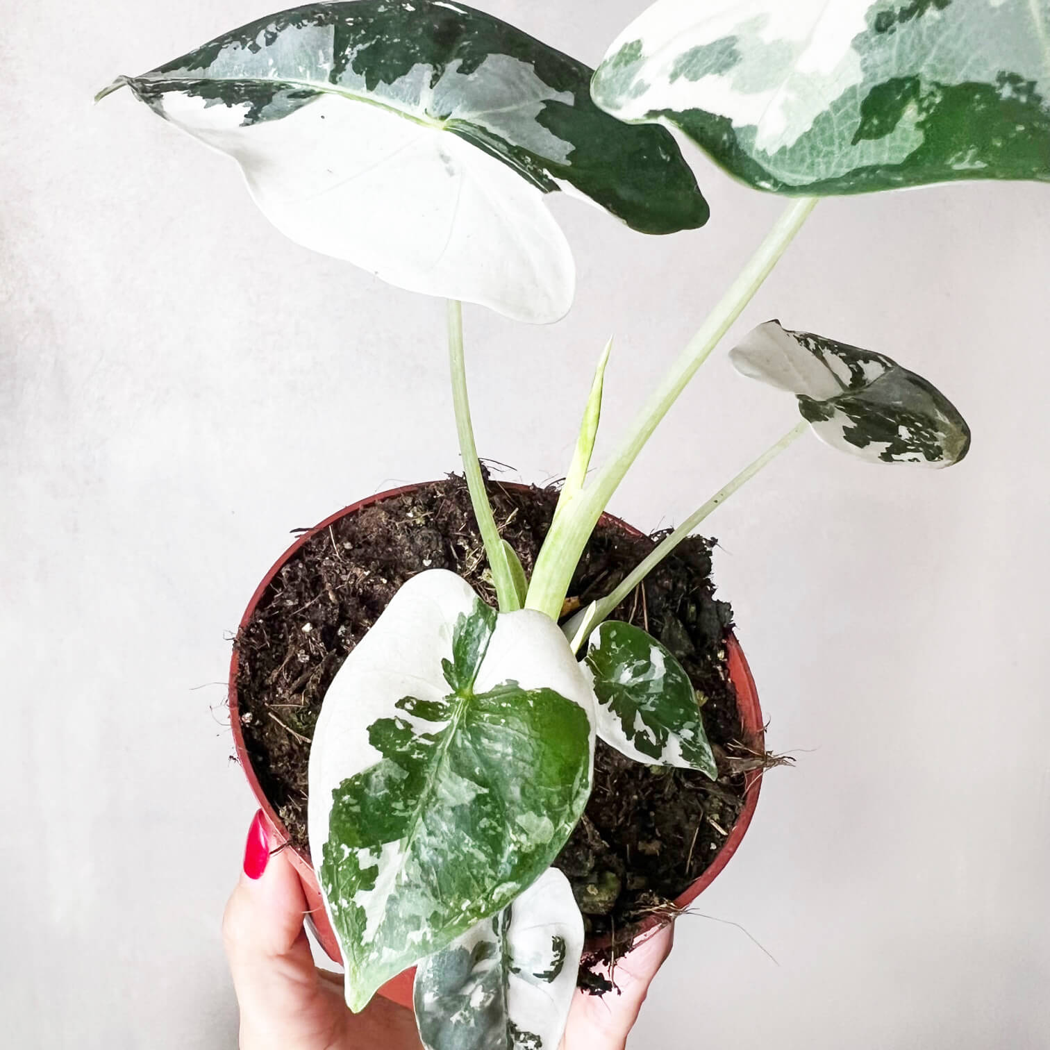 AlocasiaFrydekVariegata-5