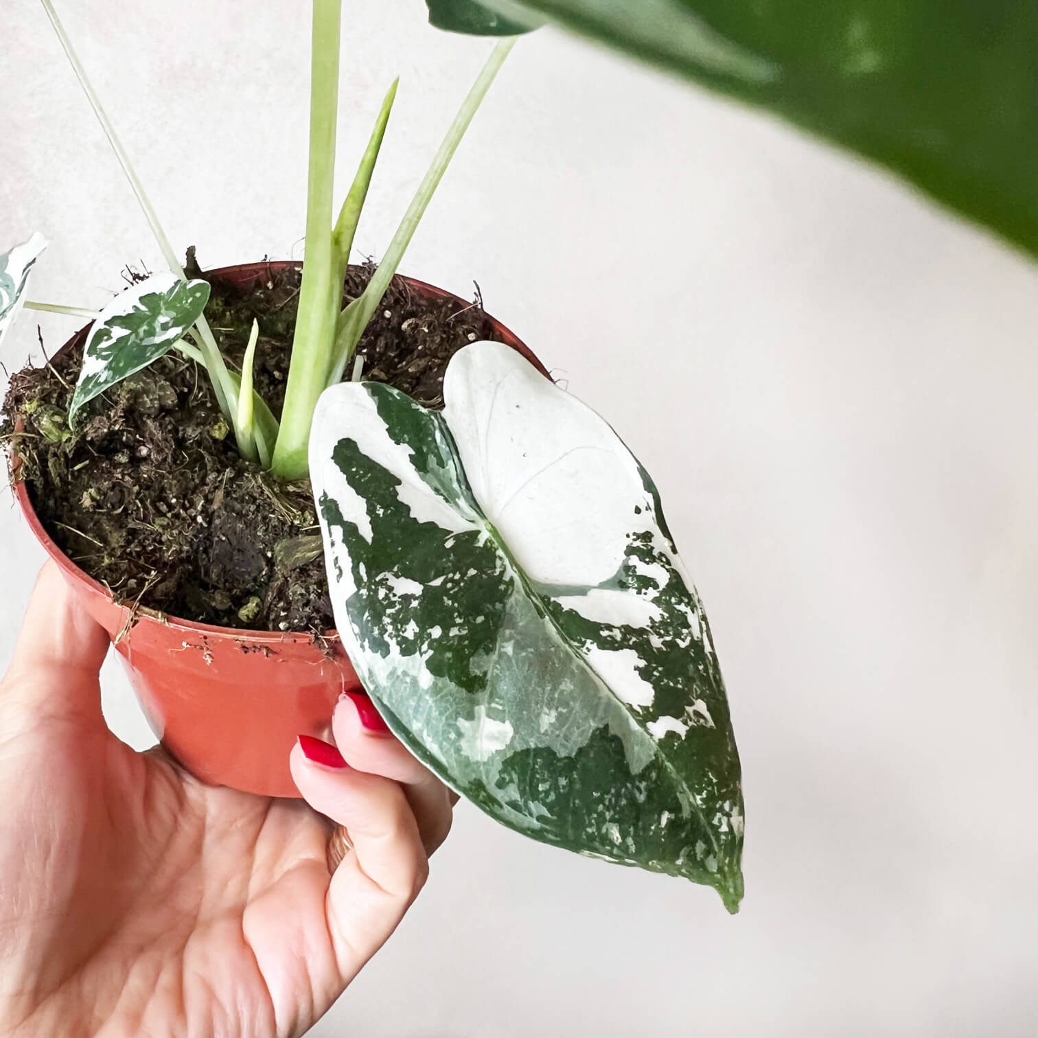 AlocasiaFrydekVariegata-6