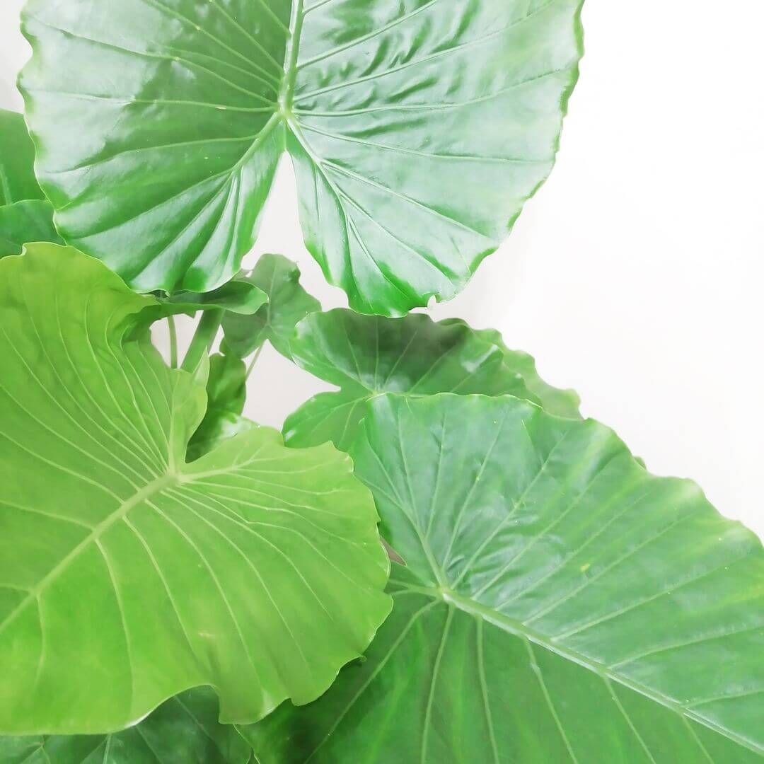 AlocasiaGageana-3