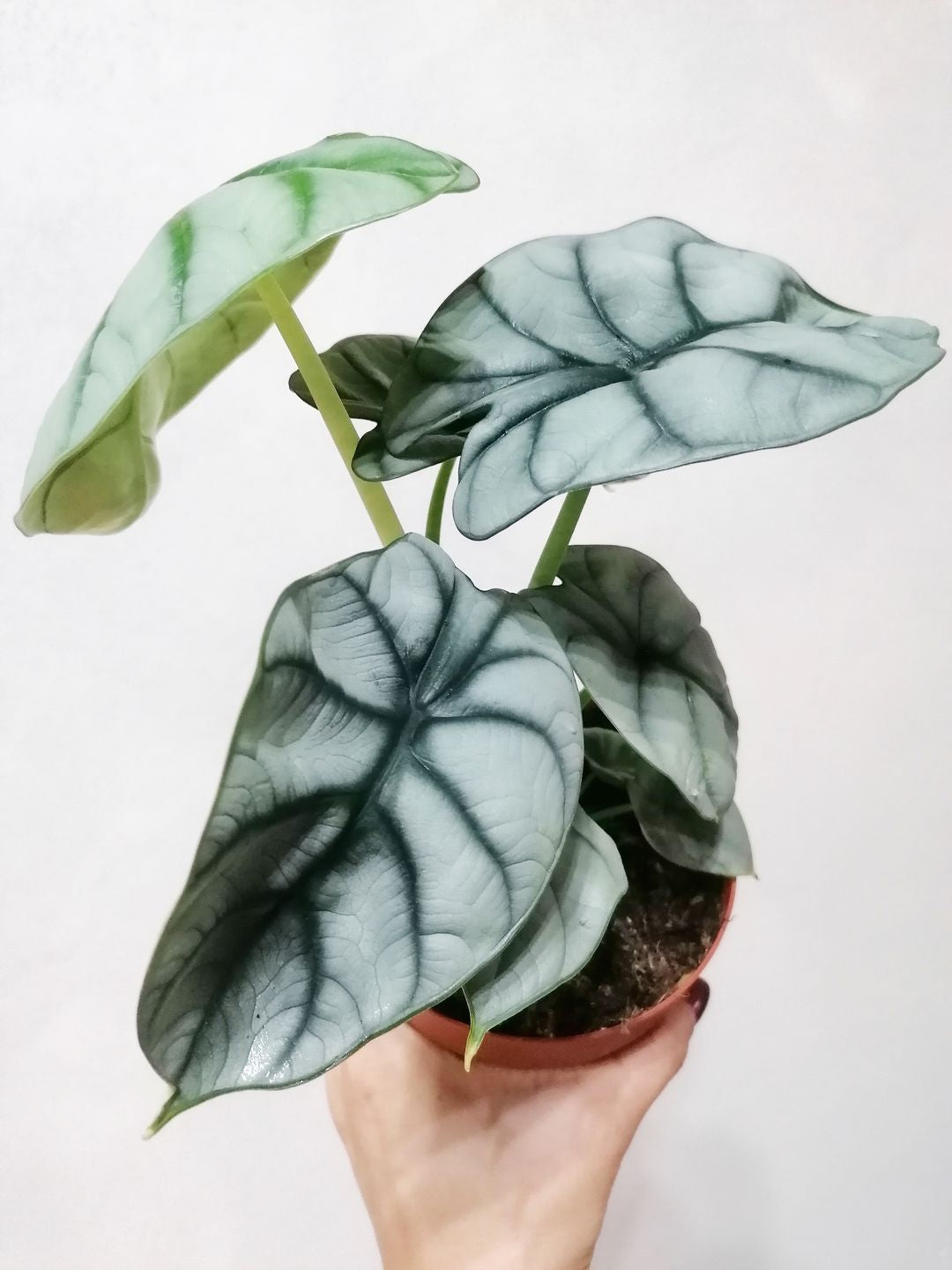 AlocasiaSilverDragon-3