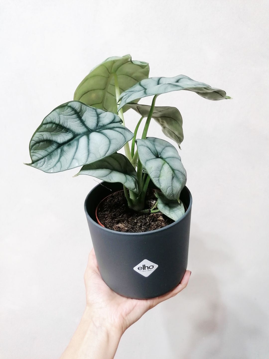 AlocasiaSilverDragon-4