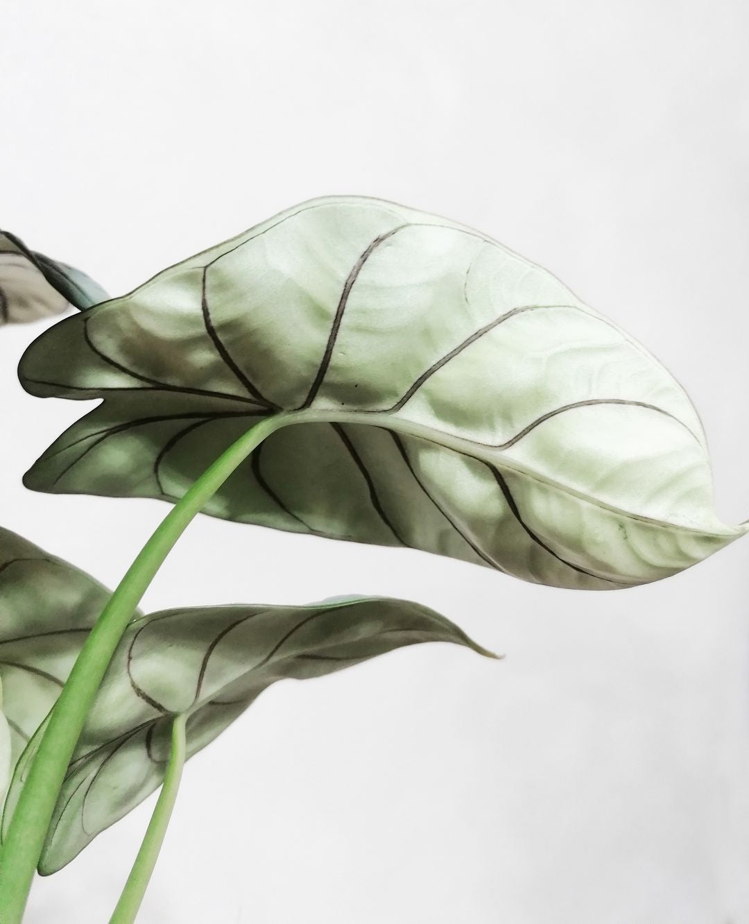 AlocasiaSilverDragon-5