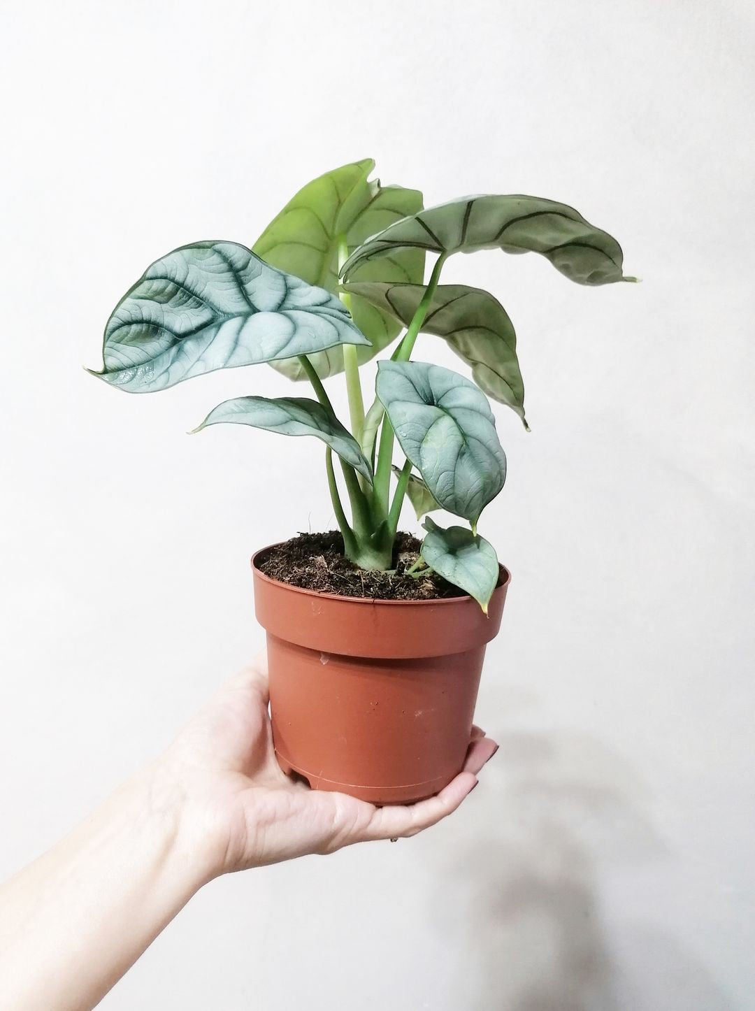 AlocasiaSilverDragon-6