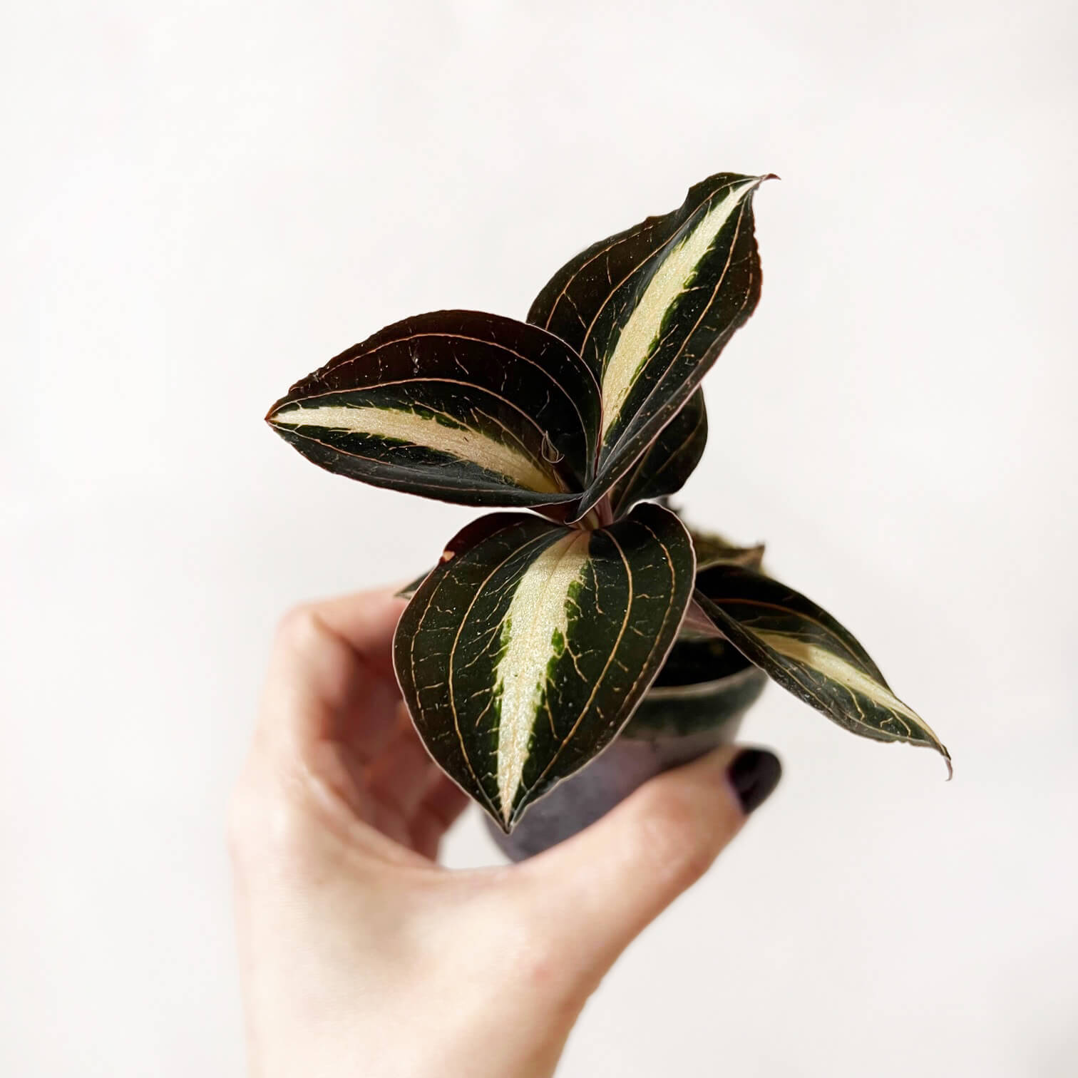 AnoectochilusLeylei-1