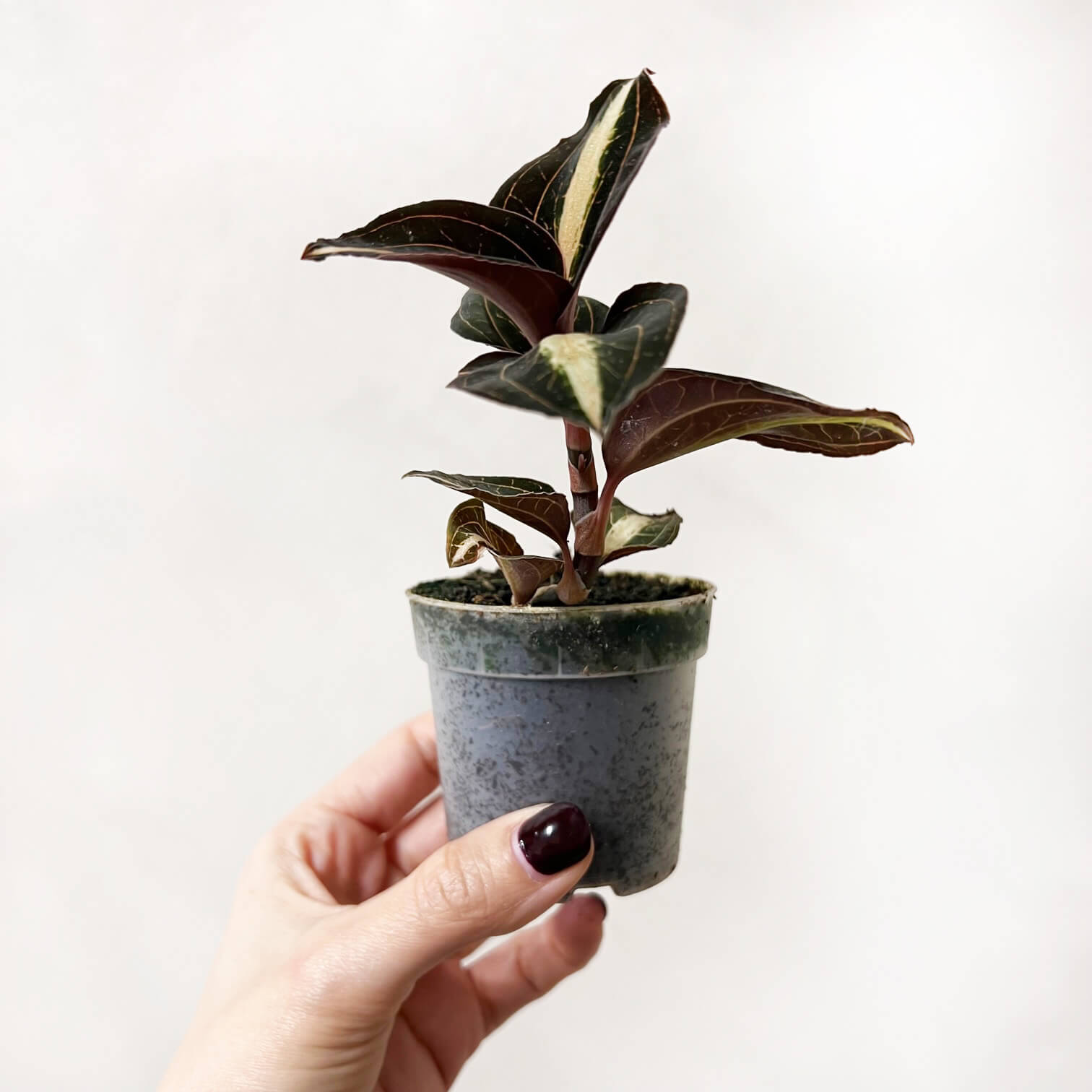 AnoectochilusLeylei-2