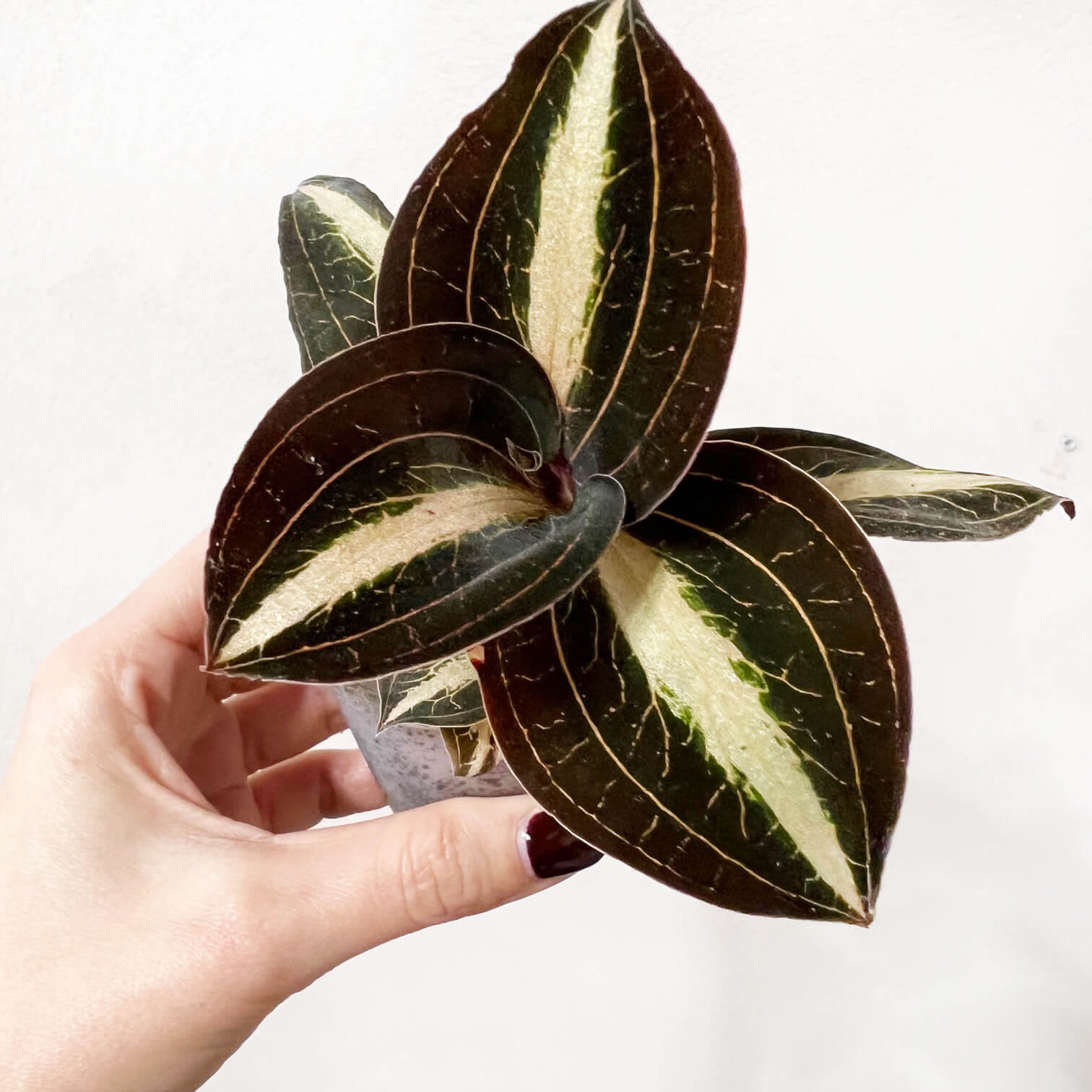 AnoectochilusLeylei-3