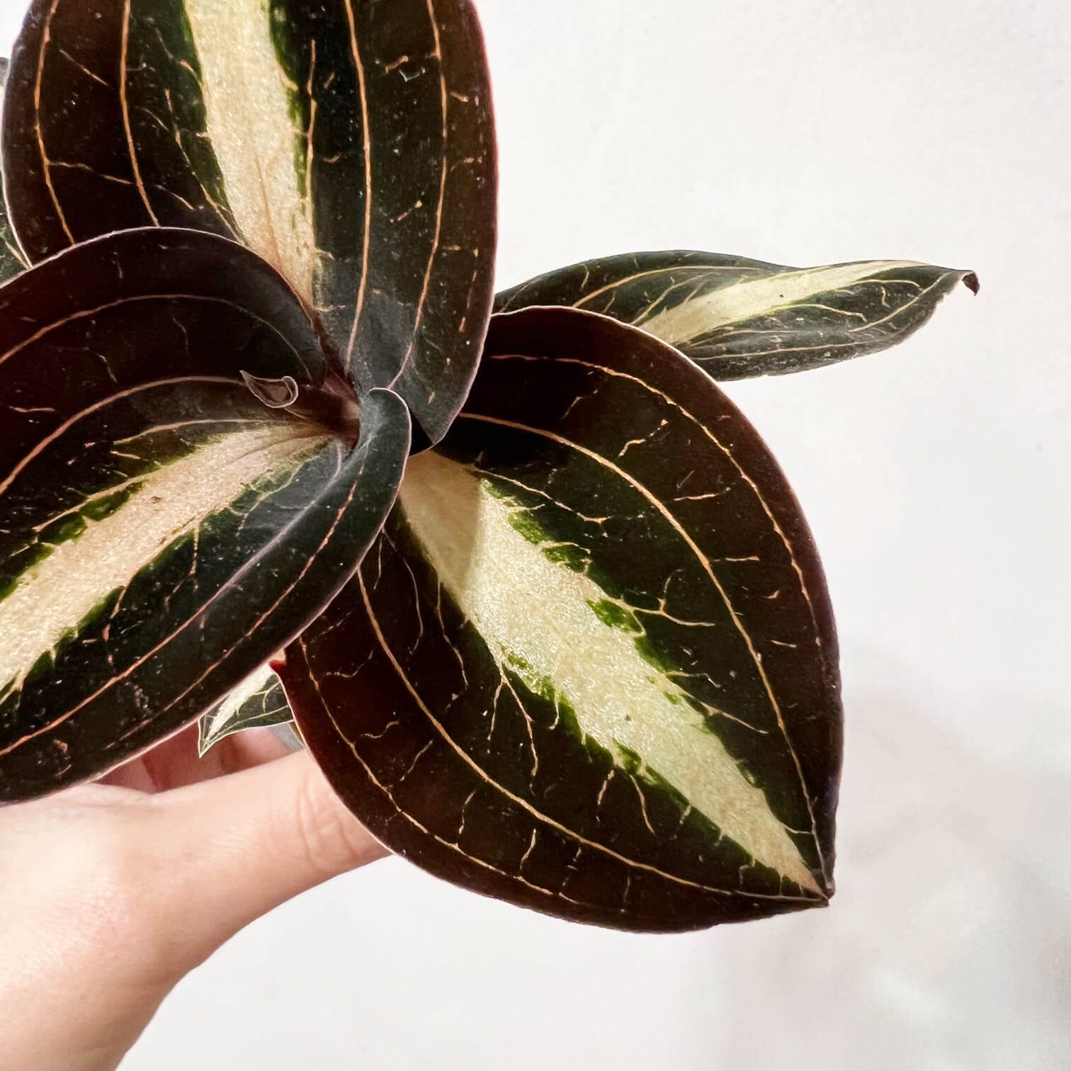 AnoectochilusLeylei-4