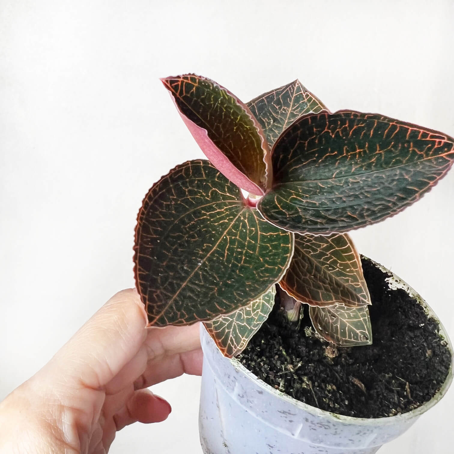 AnoectochilusRoxburhgiiFirebird-2