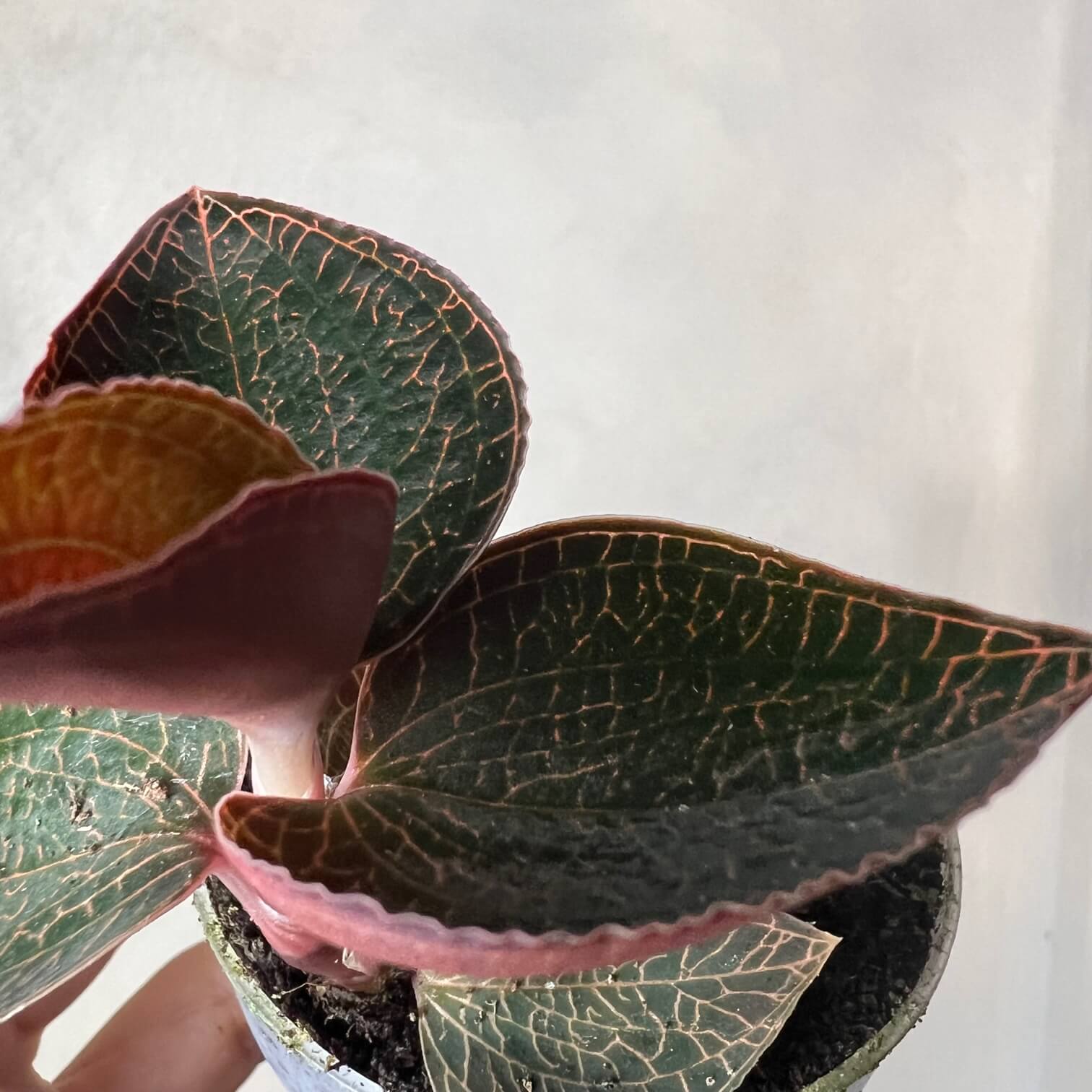 AnoectochilusRoxburhgiiFirebird-4