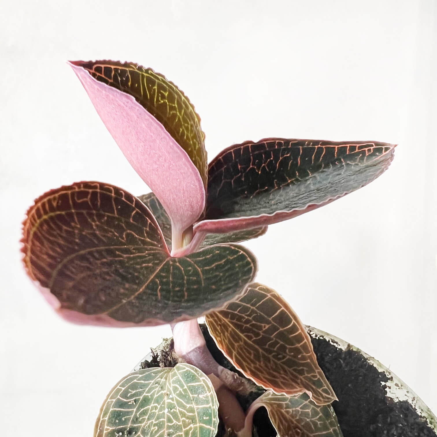 AnoectochilusRoxburhgiiFirebird-5