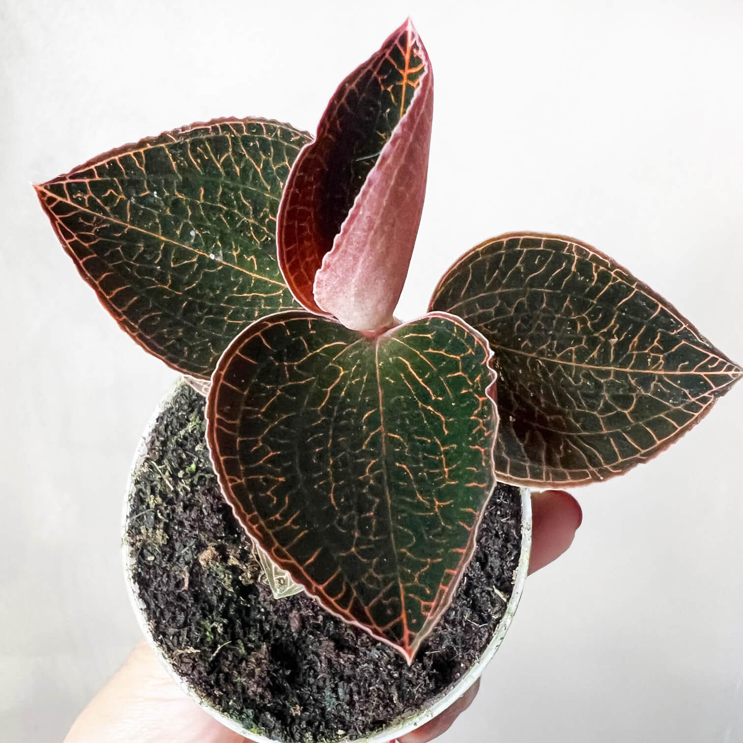 AnoectochilusRoxburhgiiFirebird-6