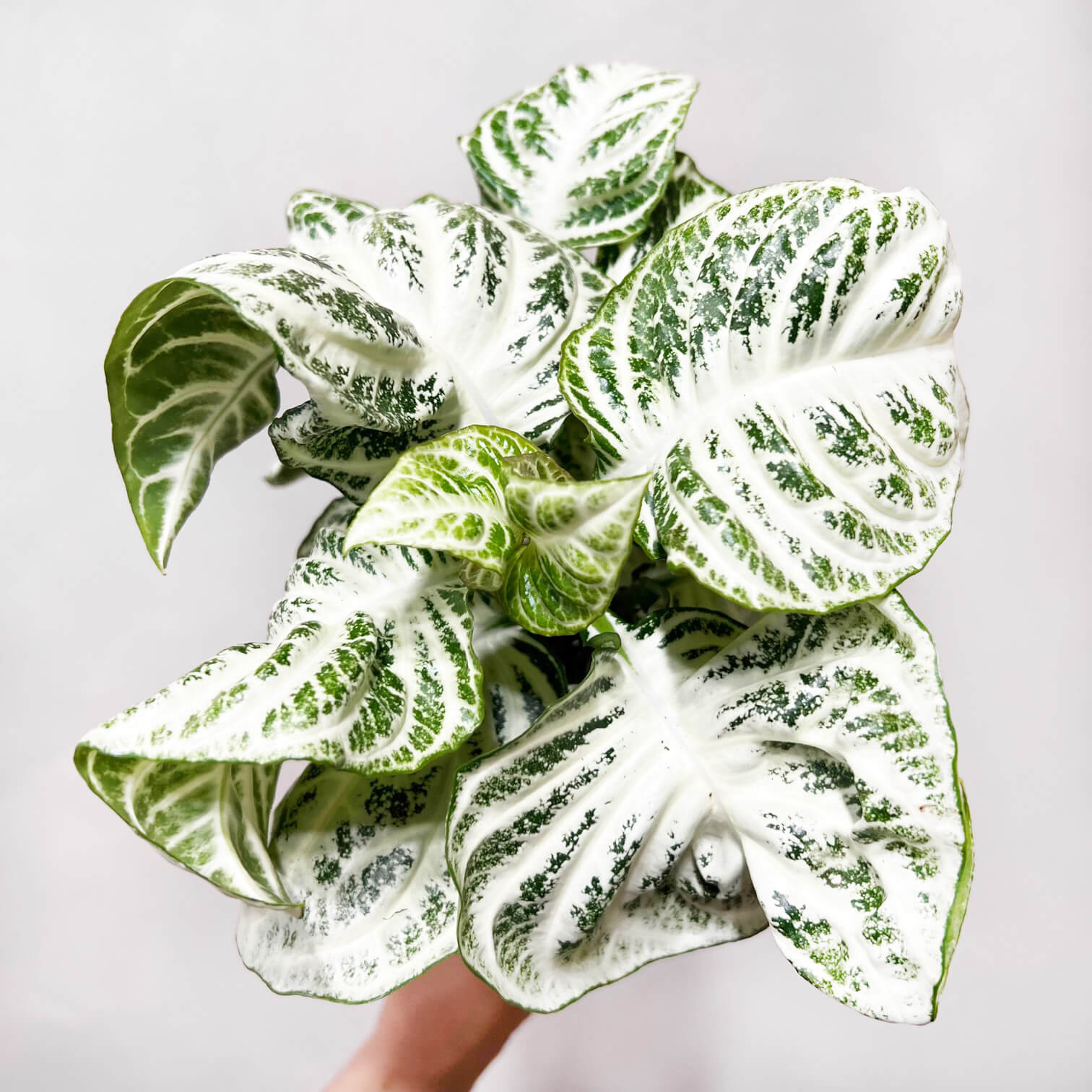 AphelandraCurlyWhite-3