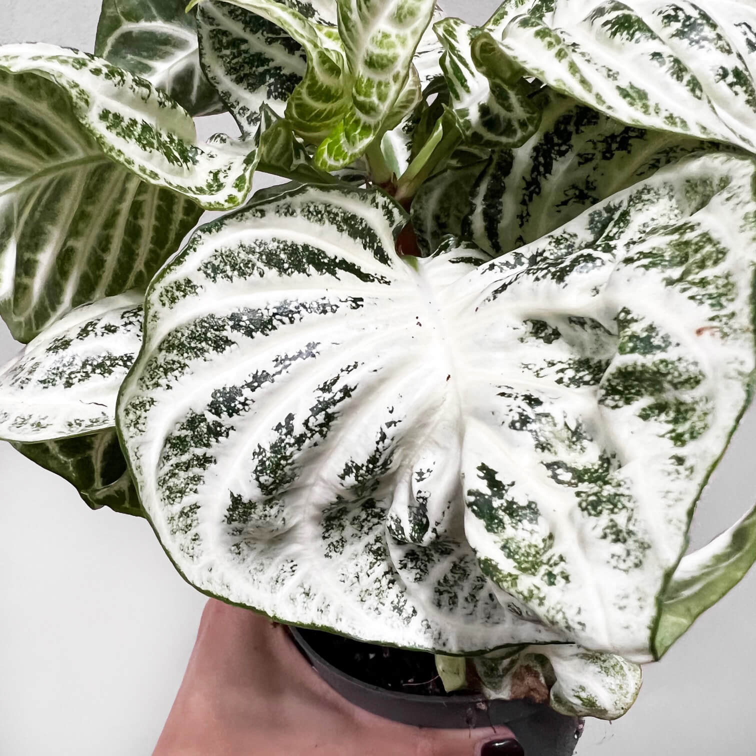 AphelandraCurlyWhite-4