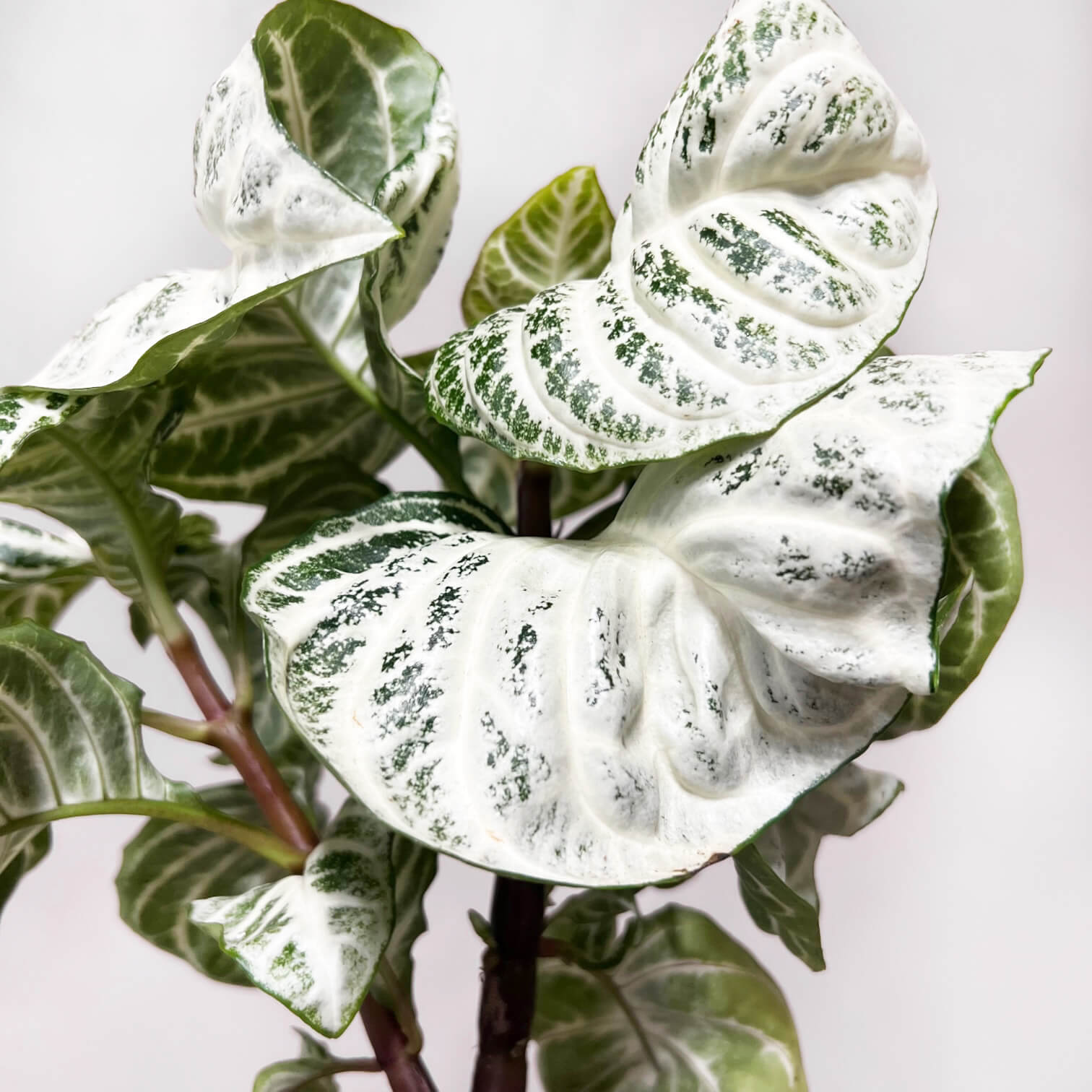 AphelandraCurlyWhite-5