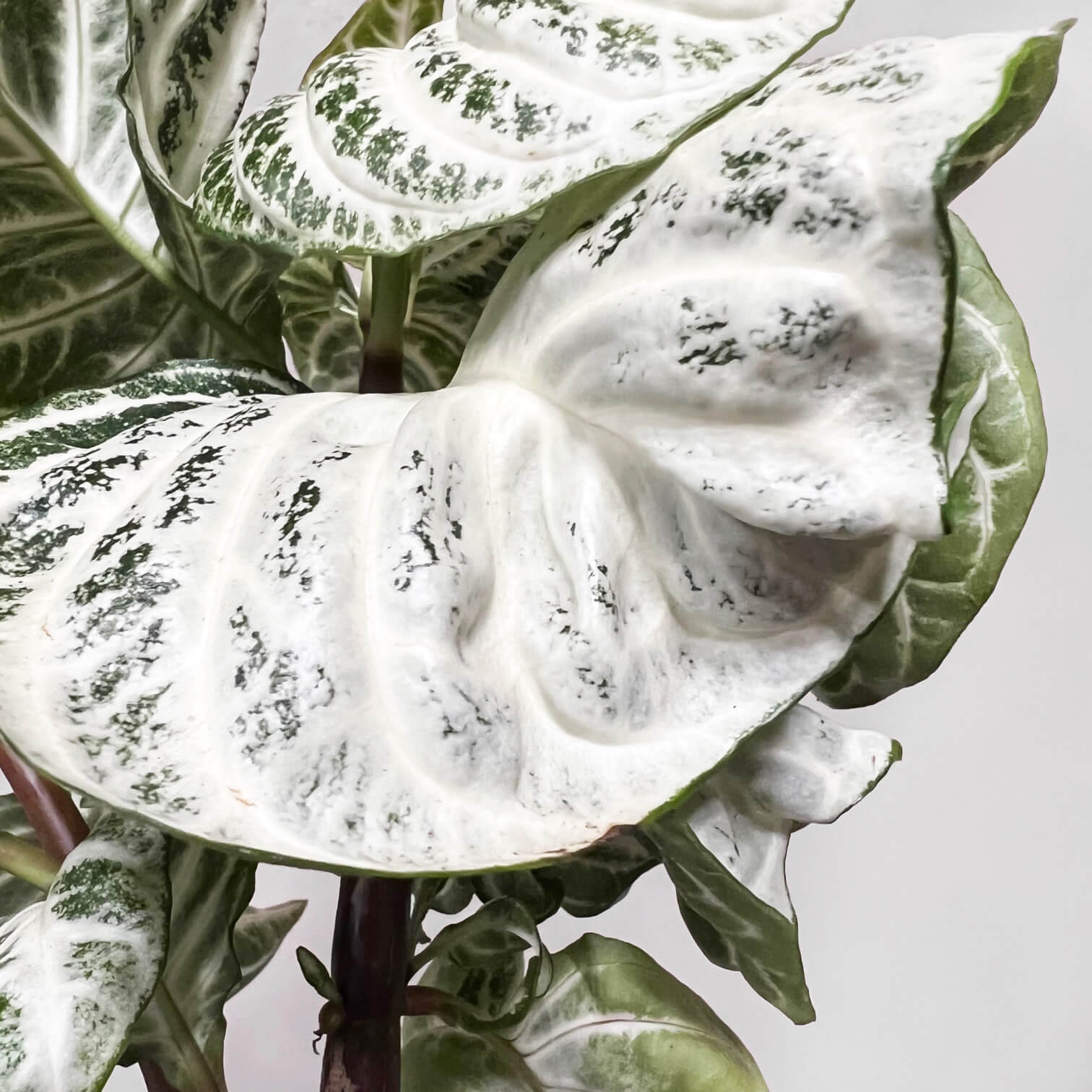 AphelandraCurlyWhite-6