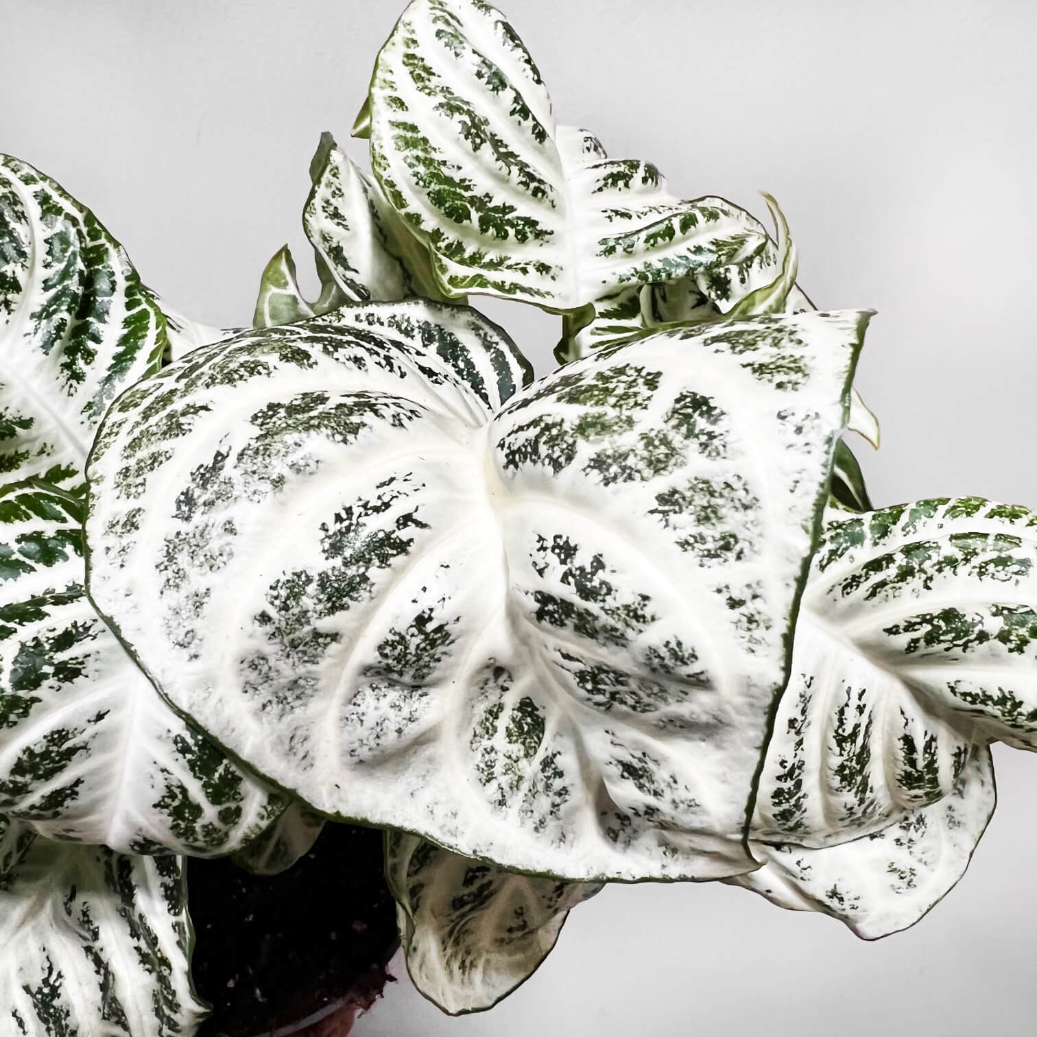 AphelandraCurlyWhite-7