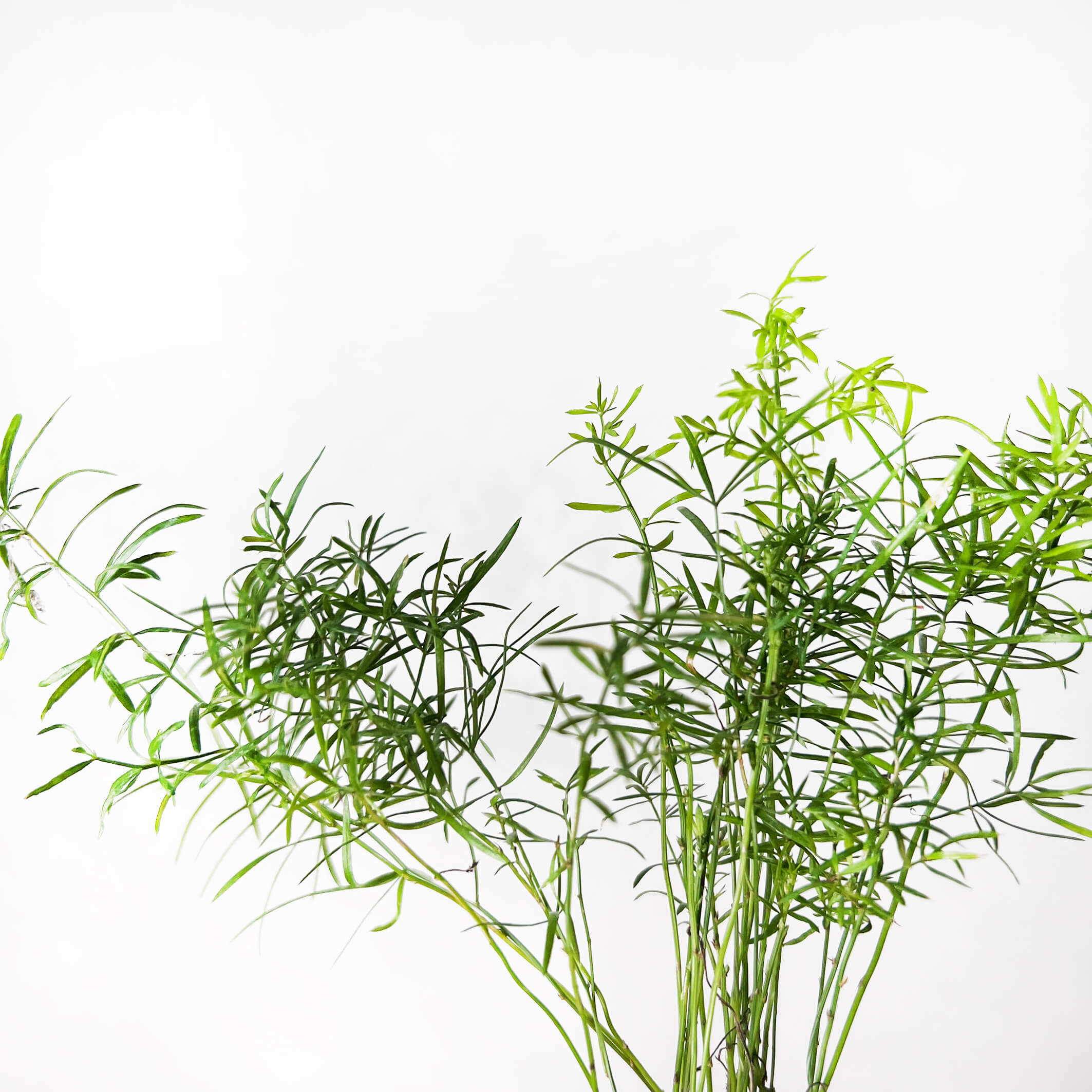 AsparagusSprengeri-2