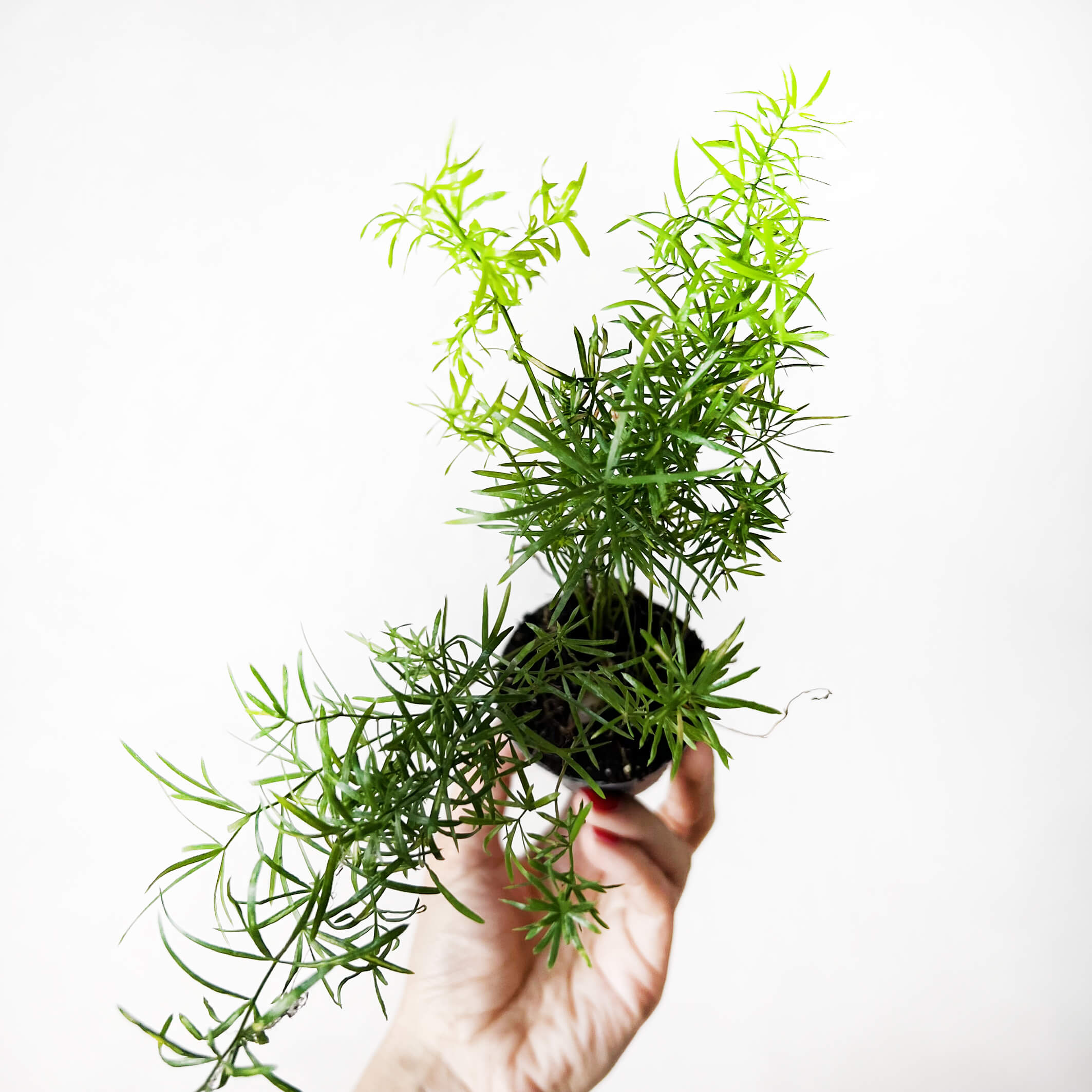 AsparagusSprengeri-3