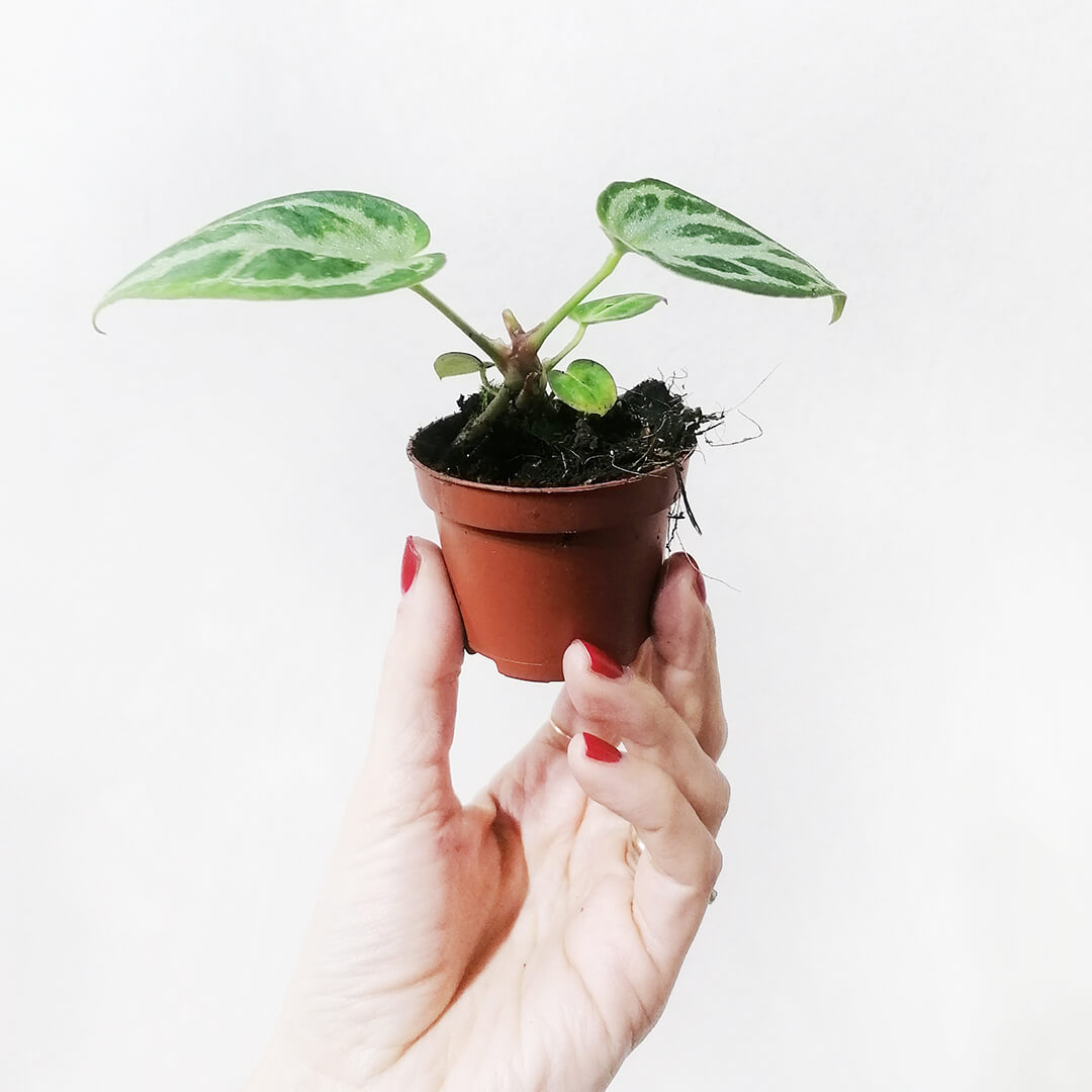 BabyAnthuriumCrystallinum-3