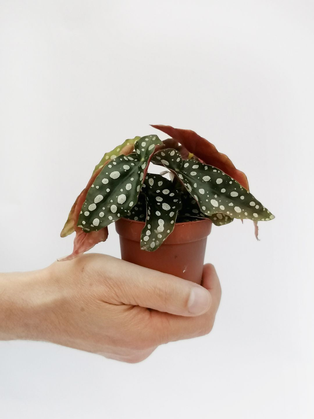 BabyBegoniaMaculata-1