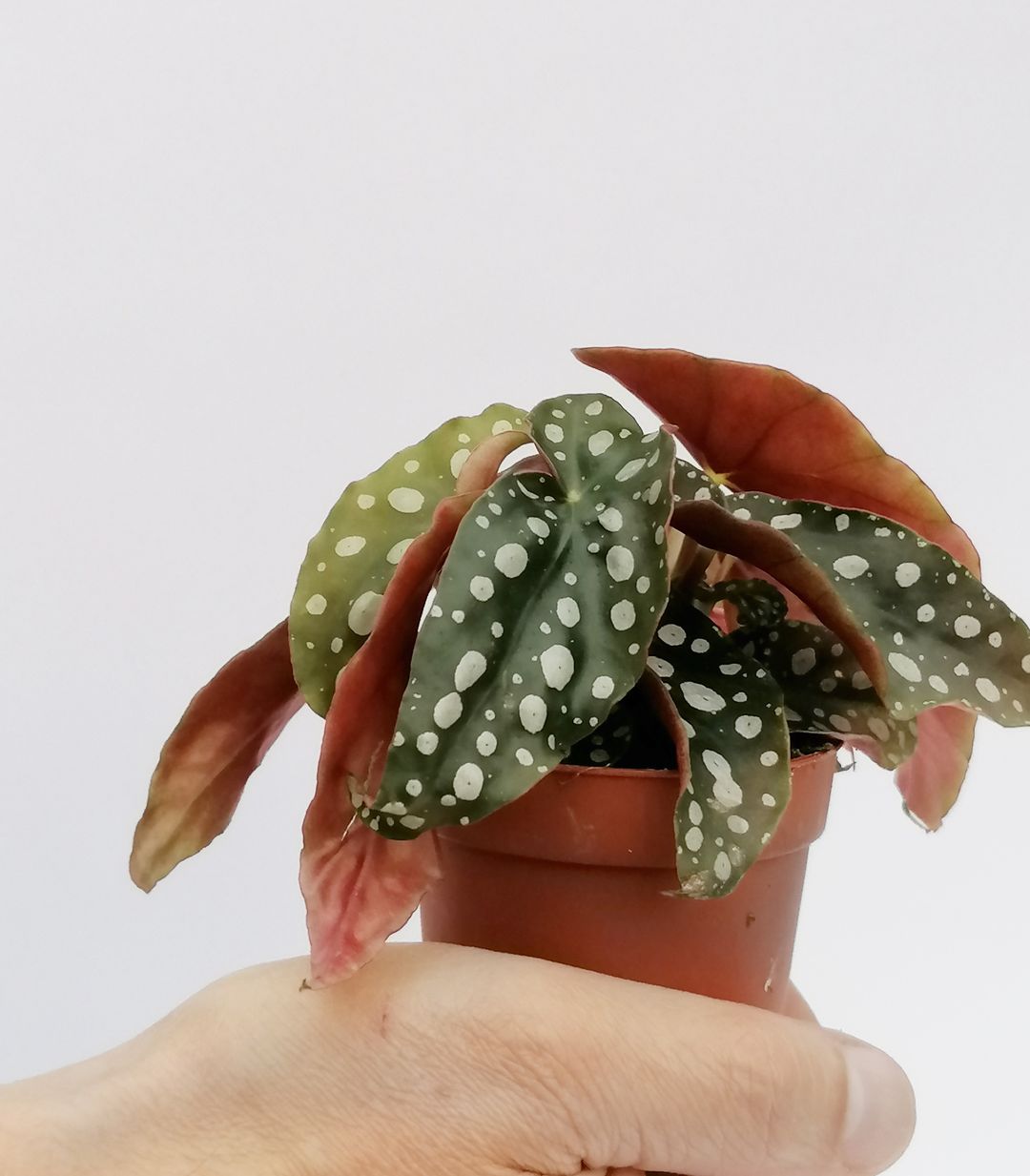 BabyBegoniaMaculata-3