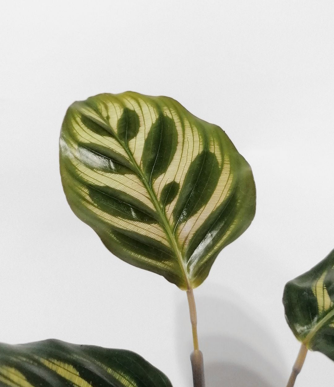 BabyCalatheaMakoyana-3