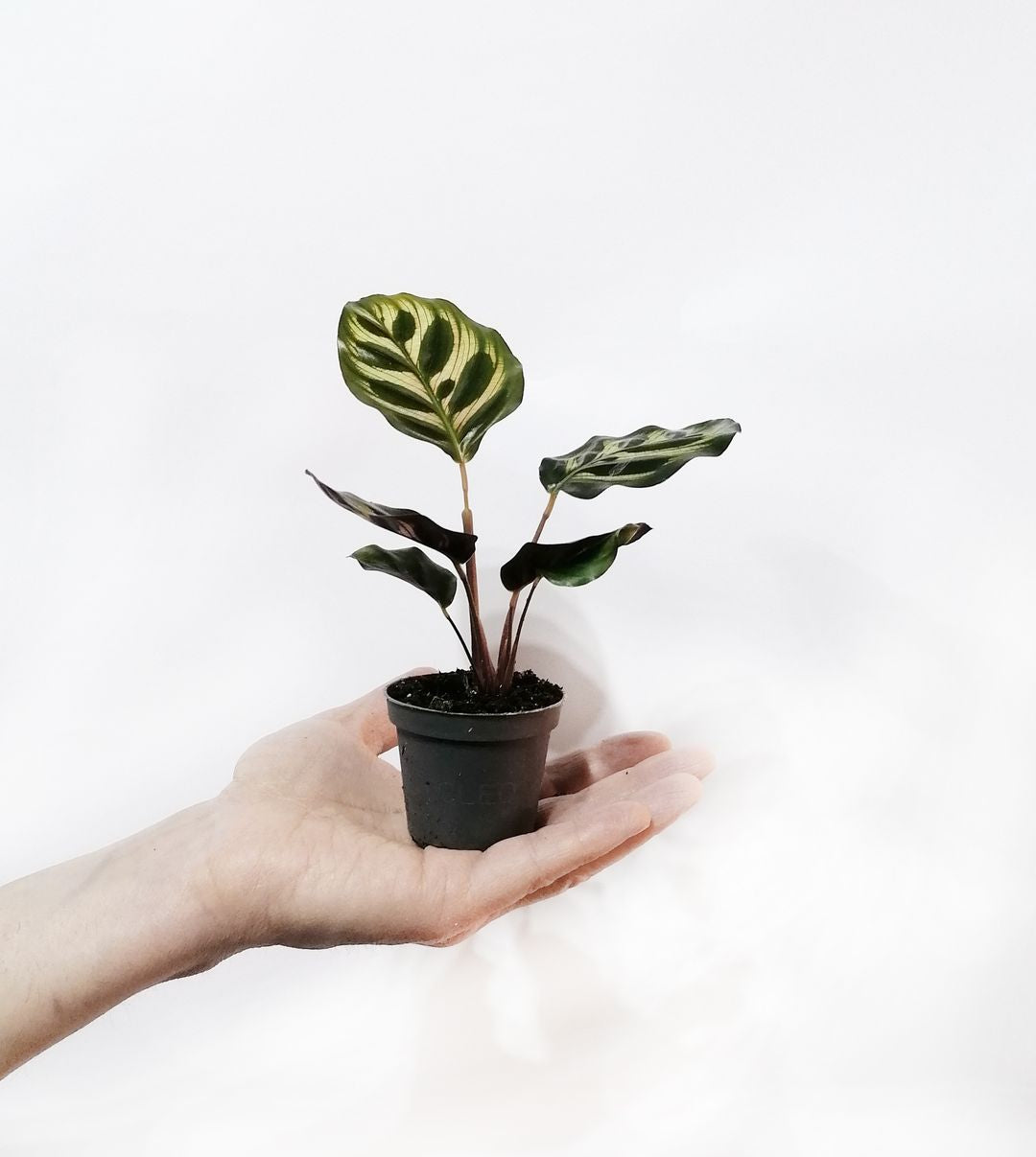 BabyCalatheaMakoyana-4