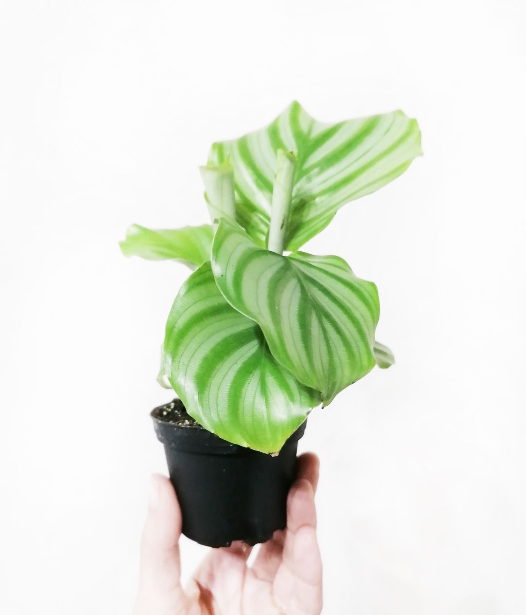 BabyCalatheaOrbifolia-2