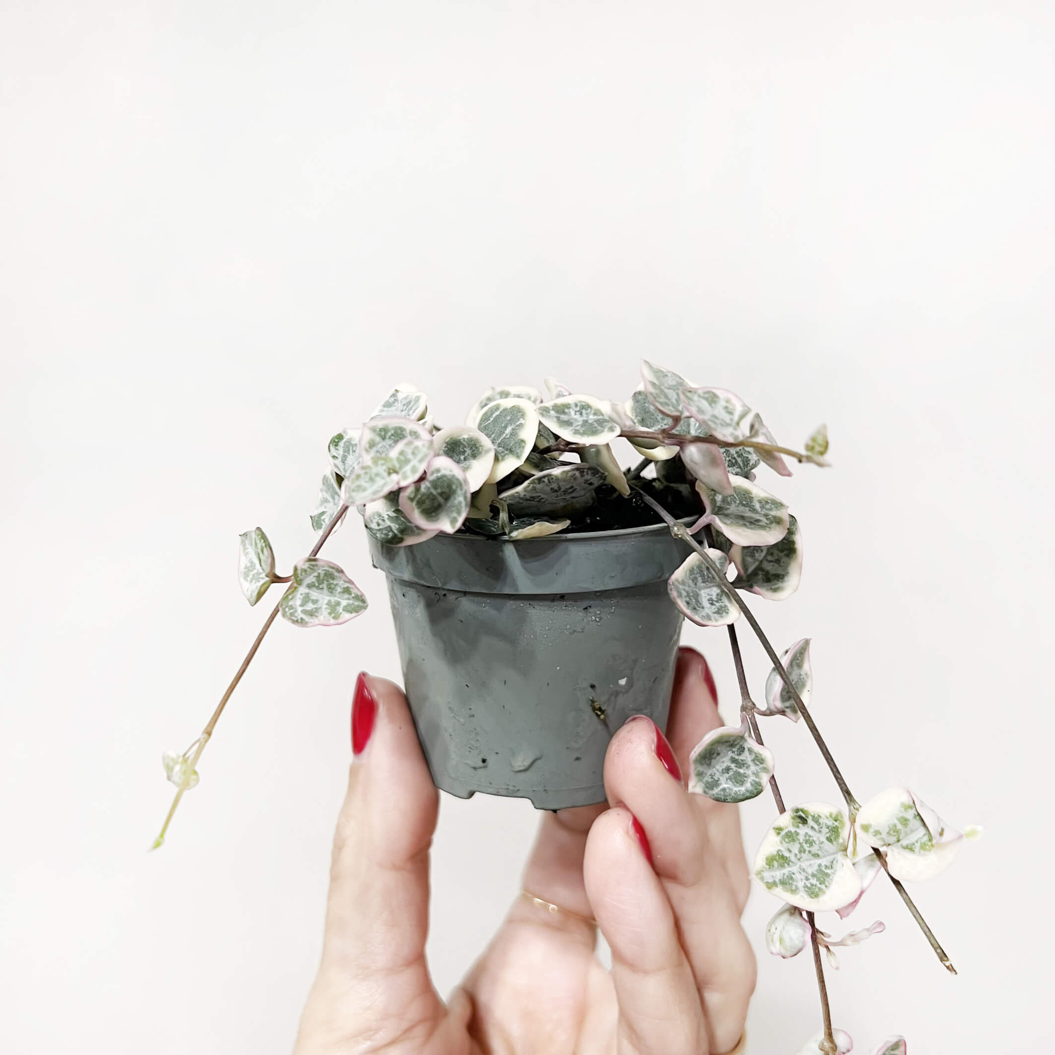 BabyCeropegiaMarlies-1