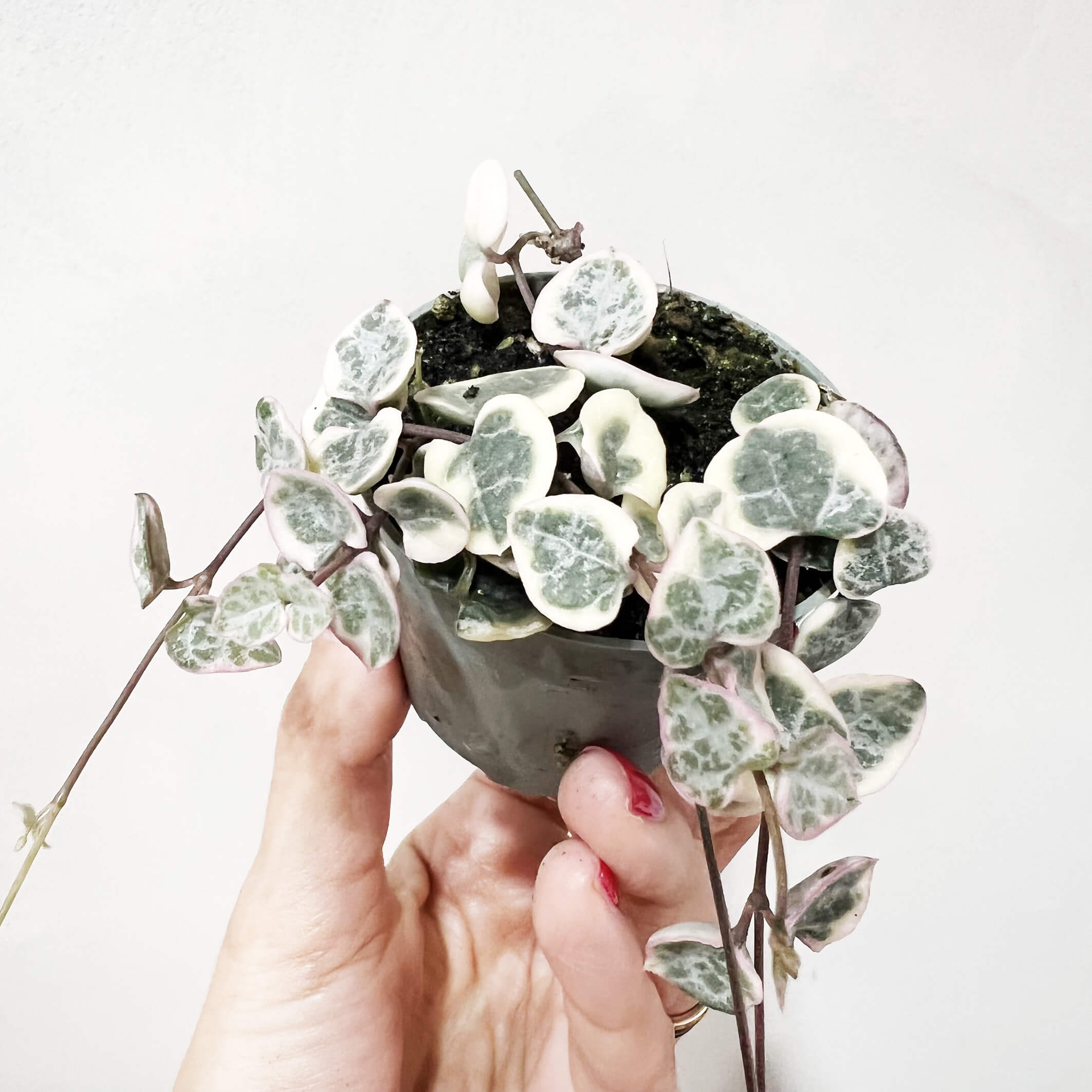 BabyCeropegiaMarlies-2