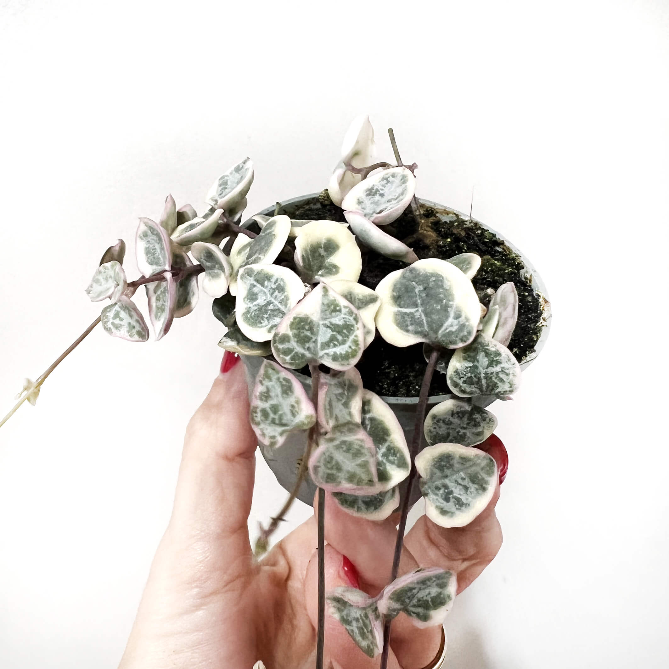 BabyCeropegiaMarlies-3