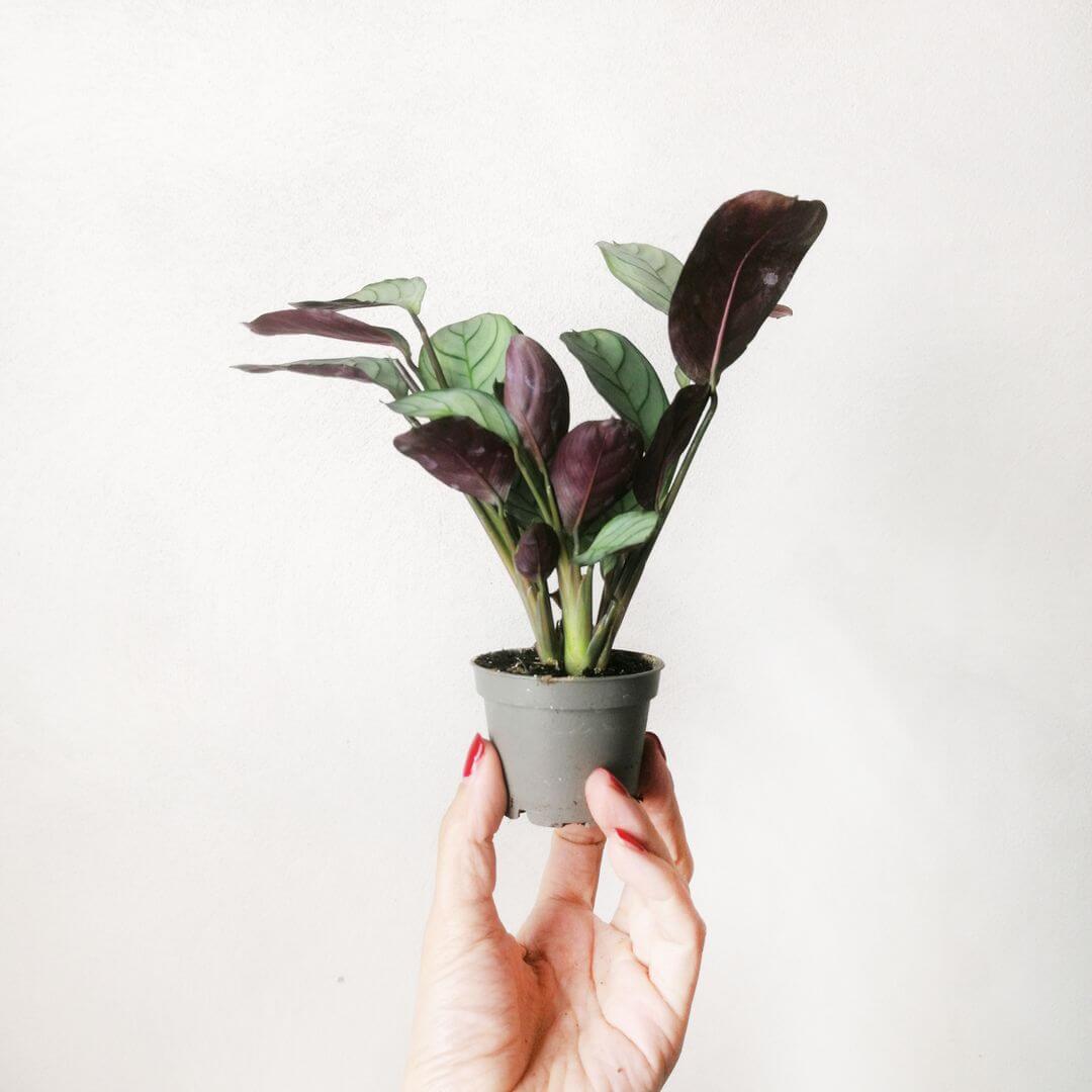 BabyMarantaLeuconeuraAmabilisMint-3