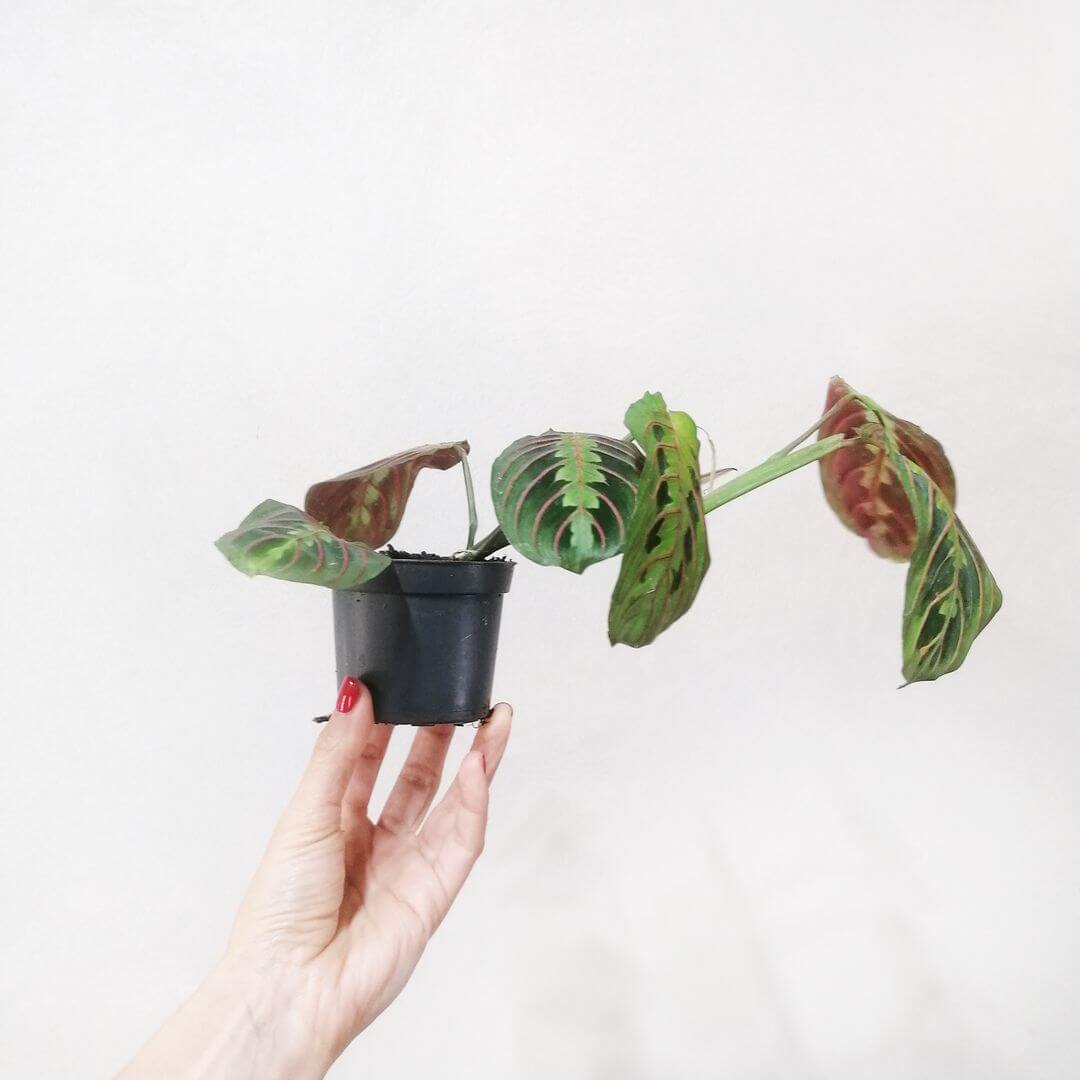 BabyMaranthaLeuconeura-2