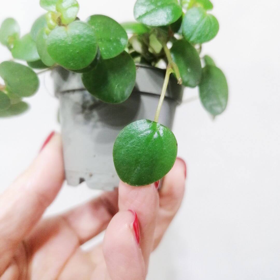 BabyPeperomiaPepperspot-3 (1)