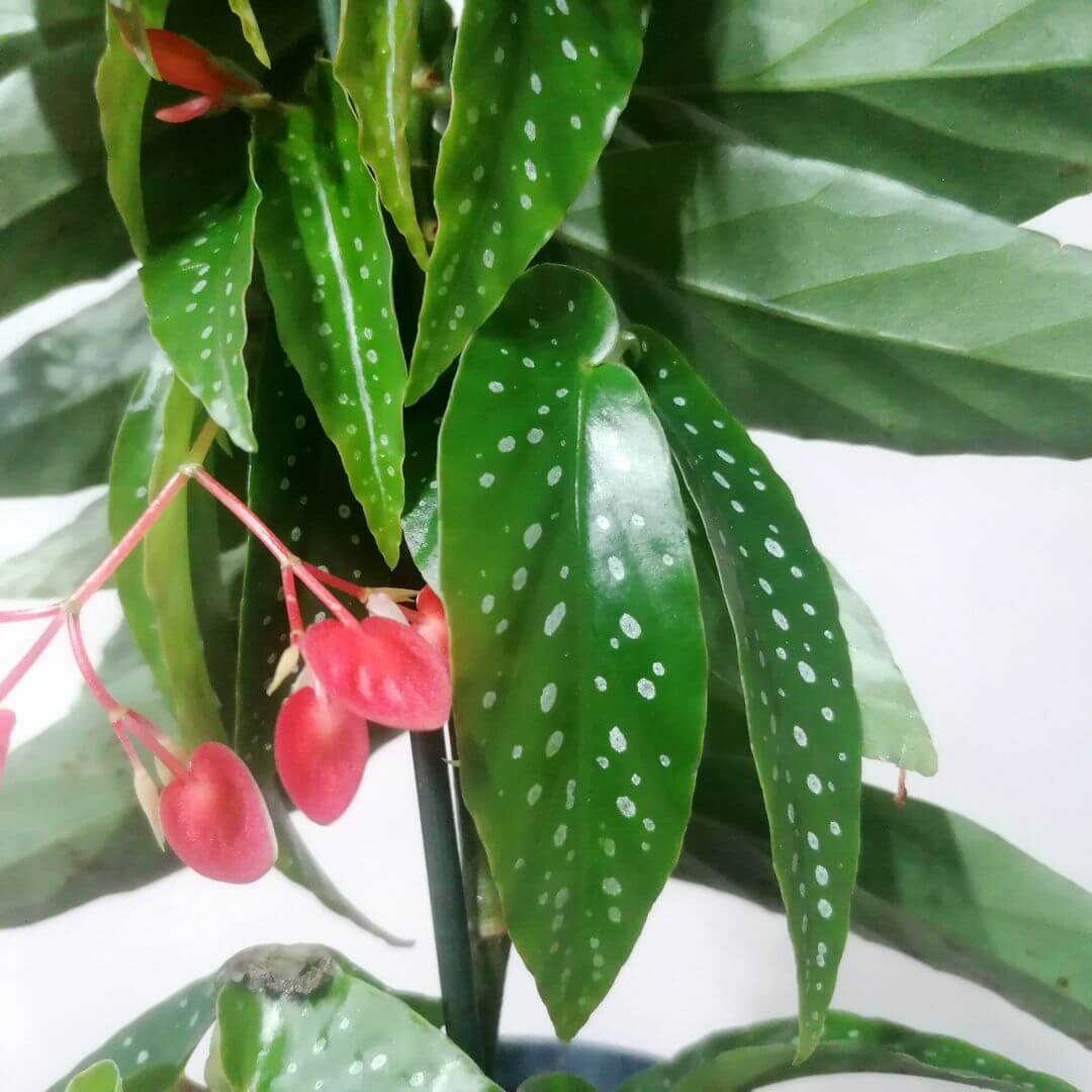 BegoniaAlbopictaTamaya-1