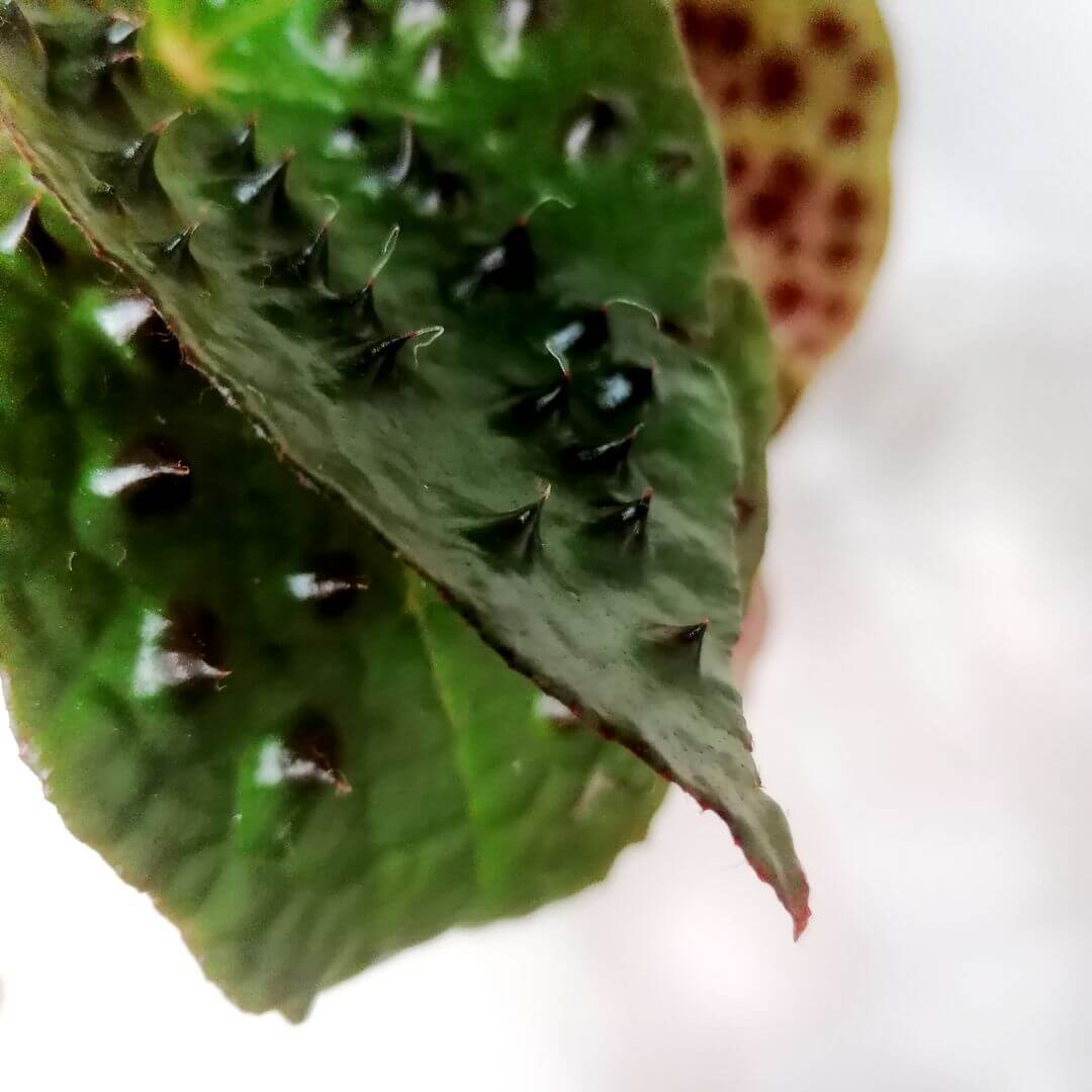 BegoniaFerox-4