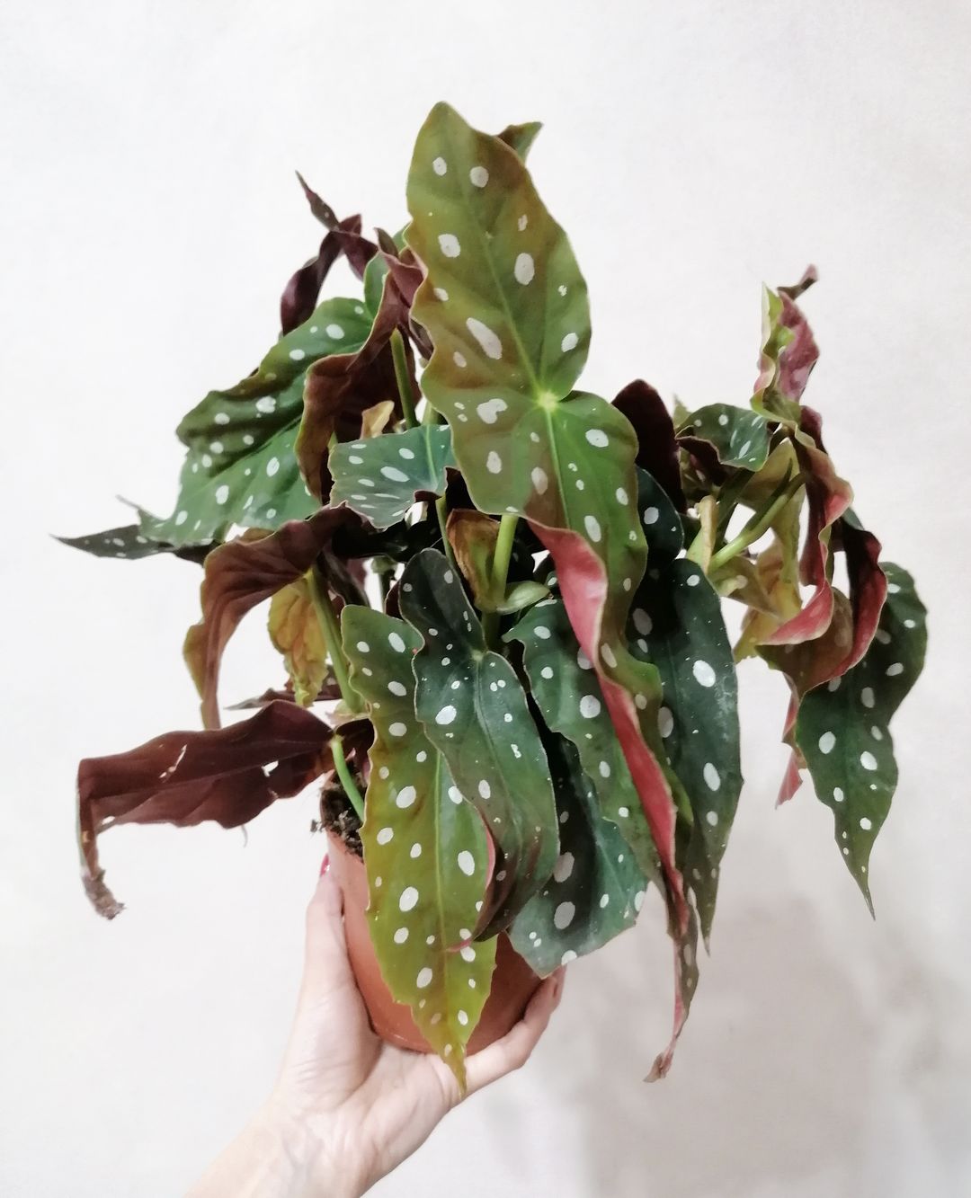 BegoniaMaculata-3