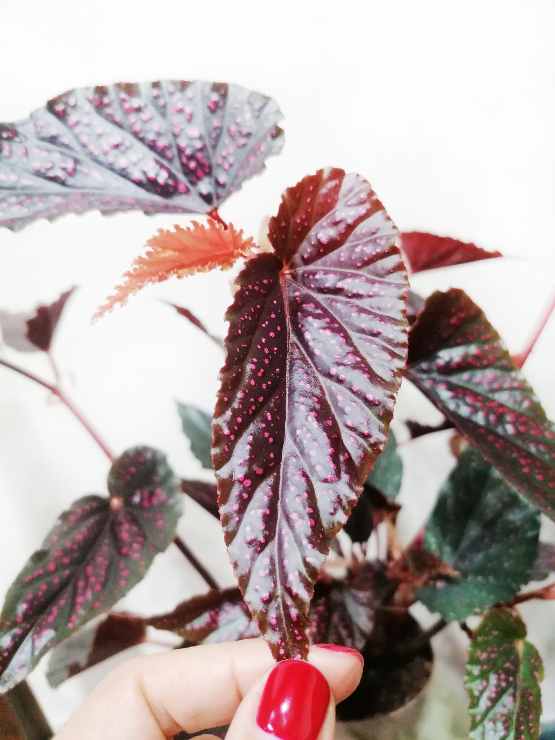 BegoniaPolkaDotPink-1