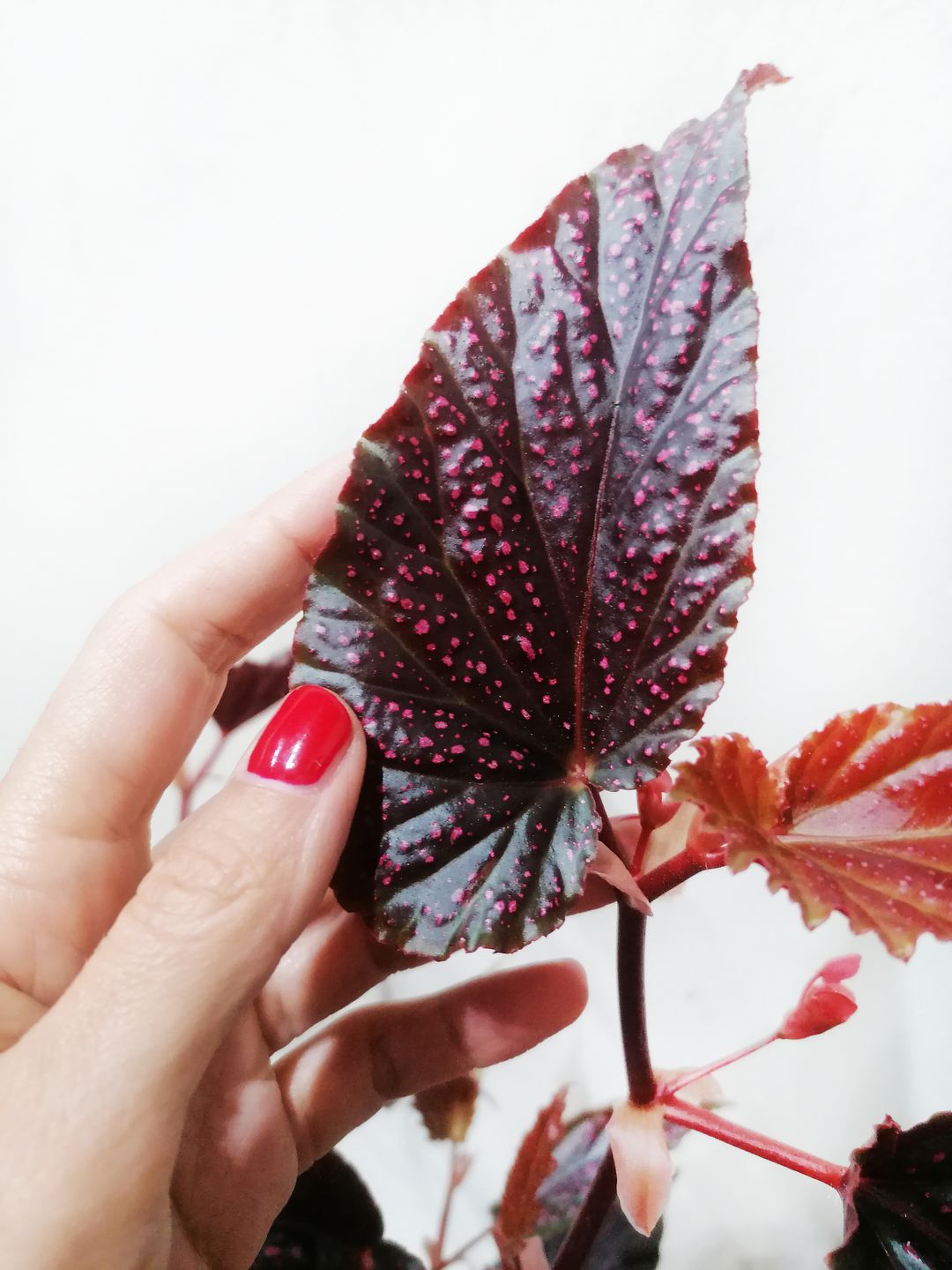 BegoniaPolkaDotPink-2