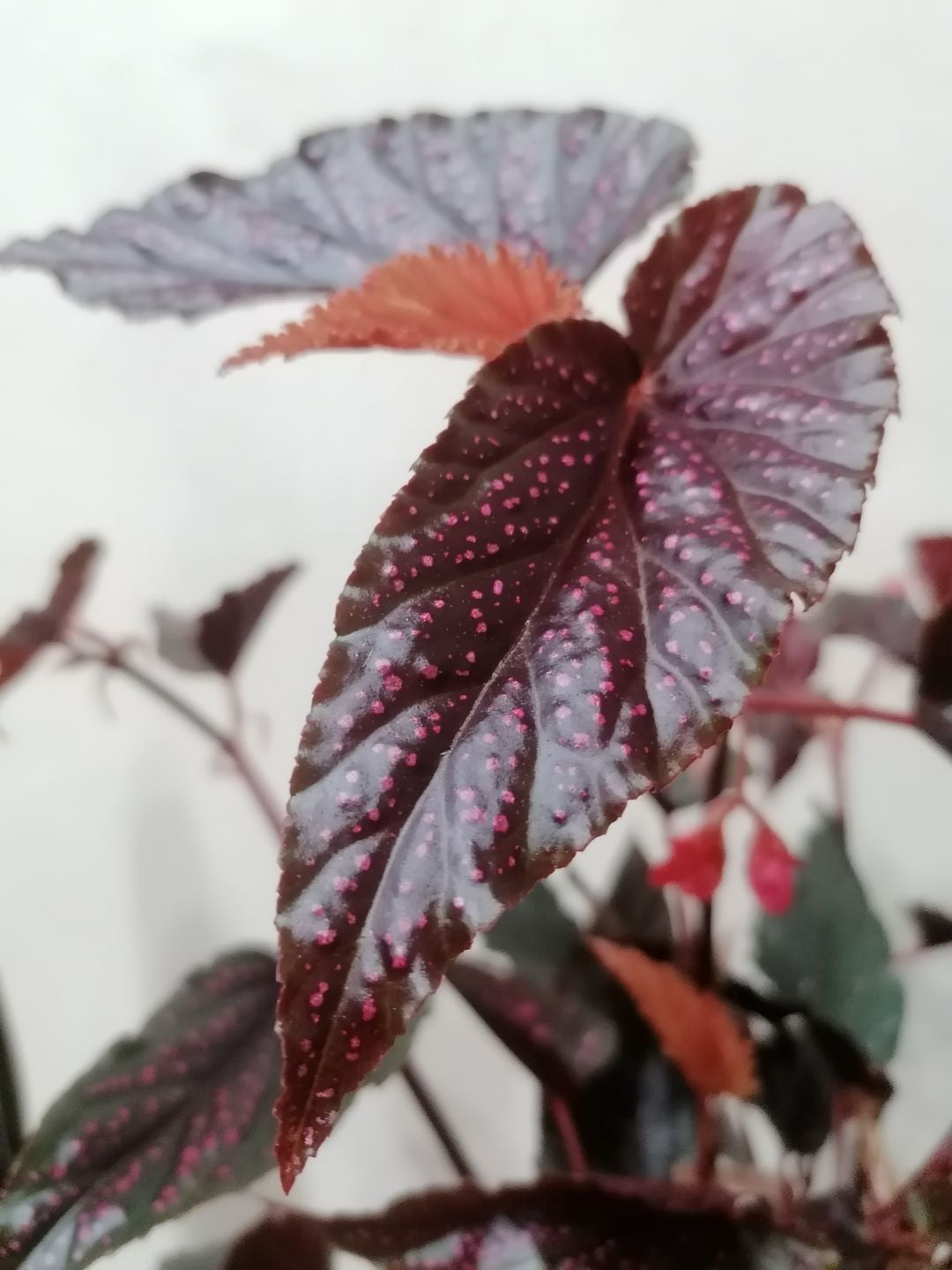 BegoniaPolkaDotPink-3