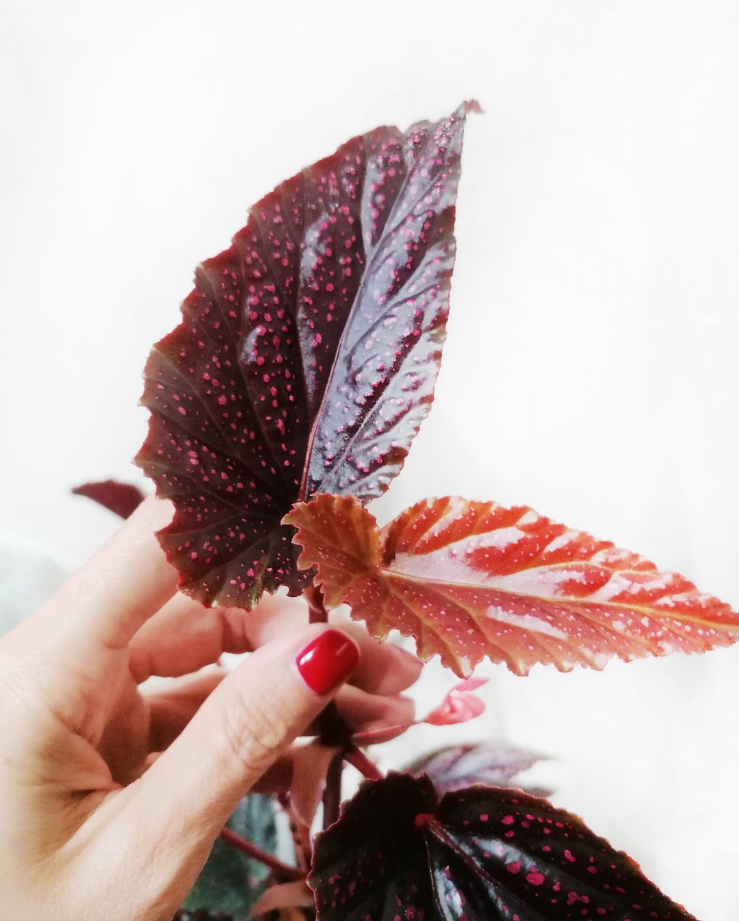 BegoniaPolkaDotPink-4