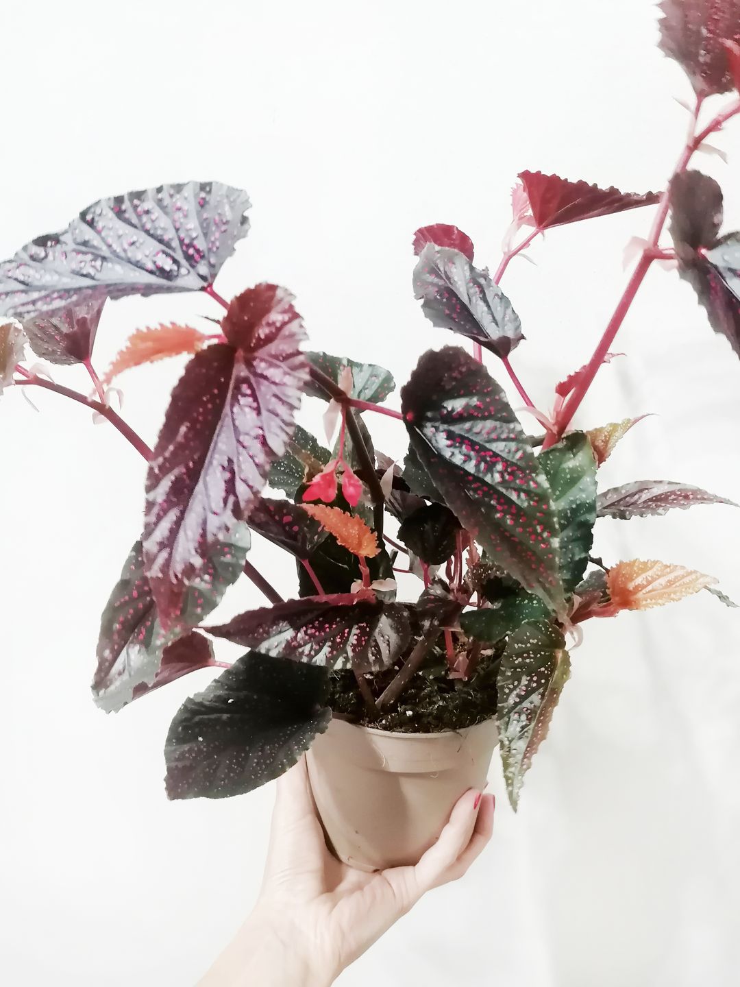 BegoniaPolkaDotPink-5