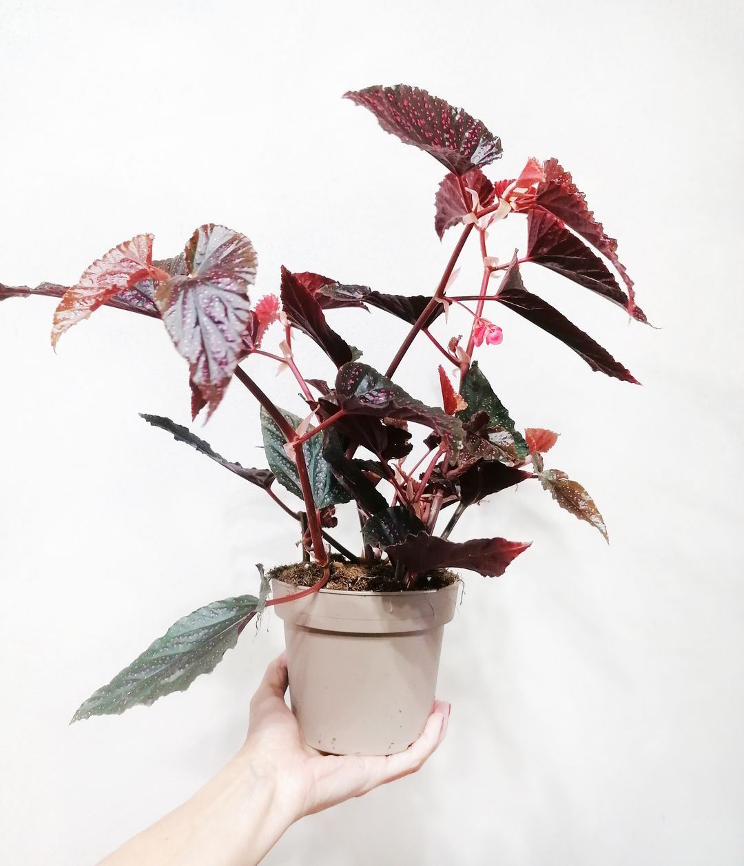 BegoniaPolkaDotPink-6