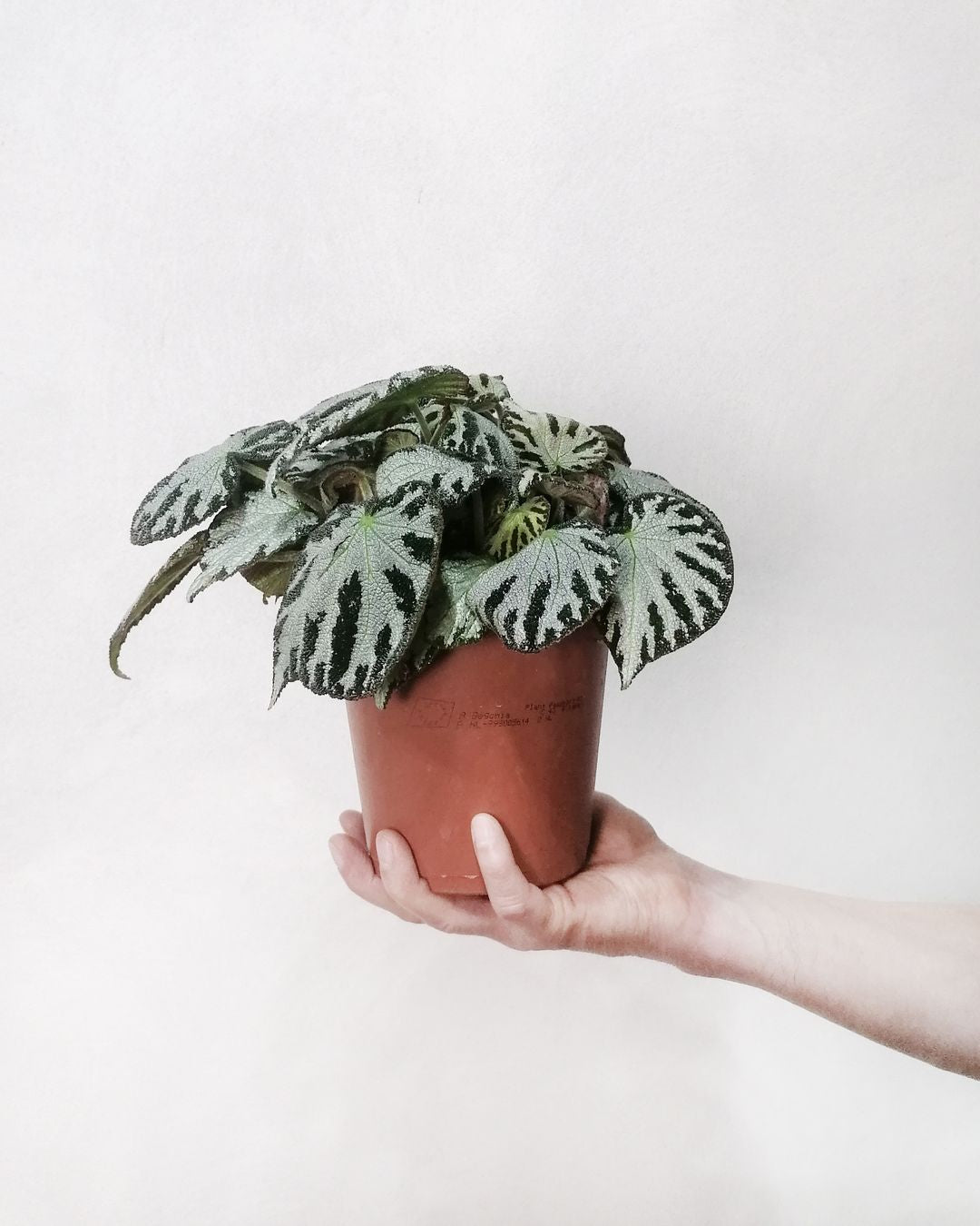 BegoniaSilverJewel-5