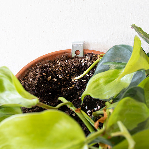 Botanopia-Clippy-wall-hanging-kit-for-plant-pots02